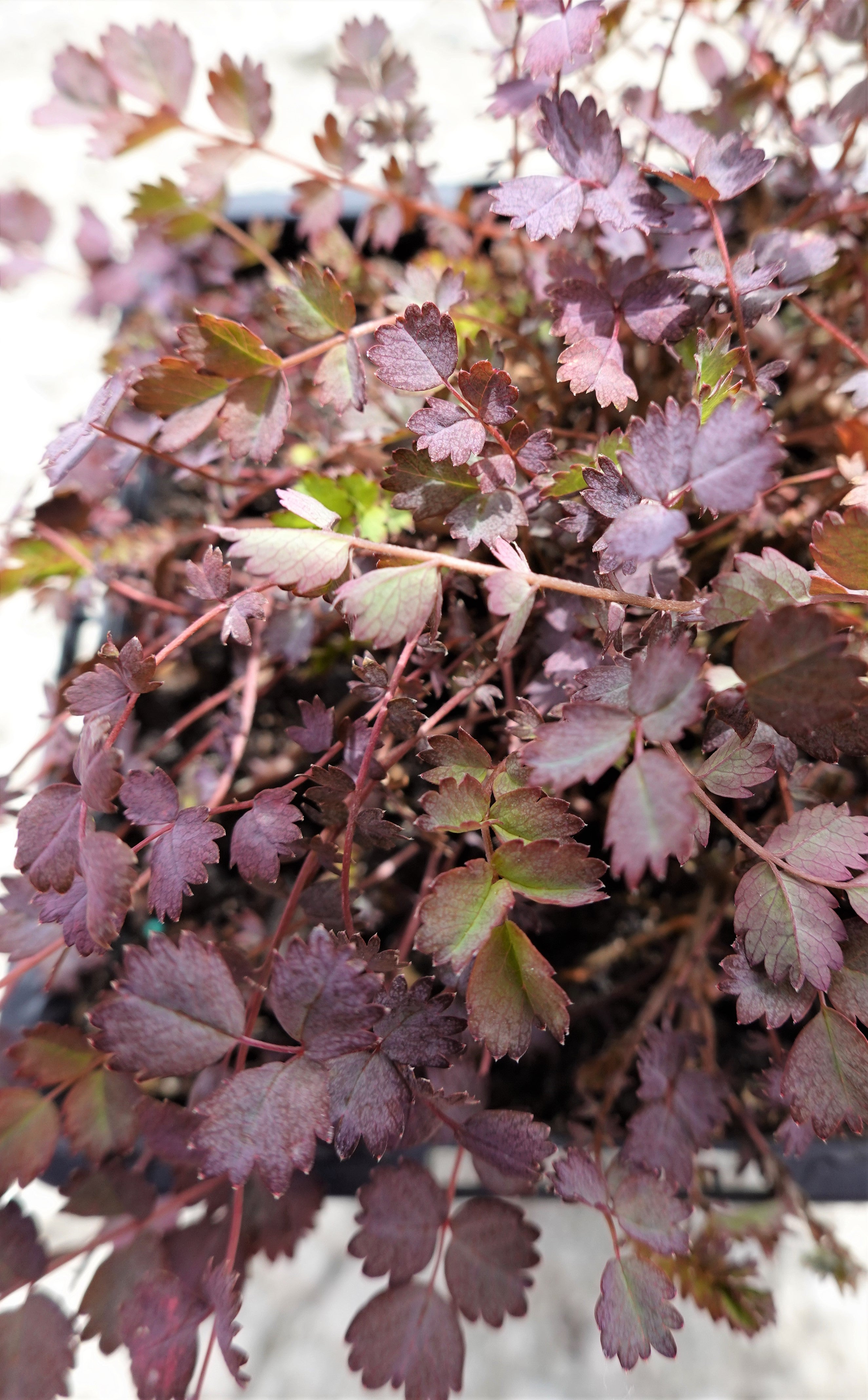 Purple Bidibidi, Acaena inermis purpurea