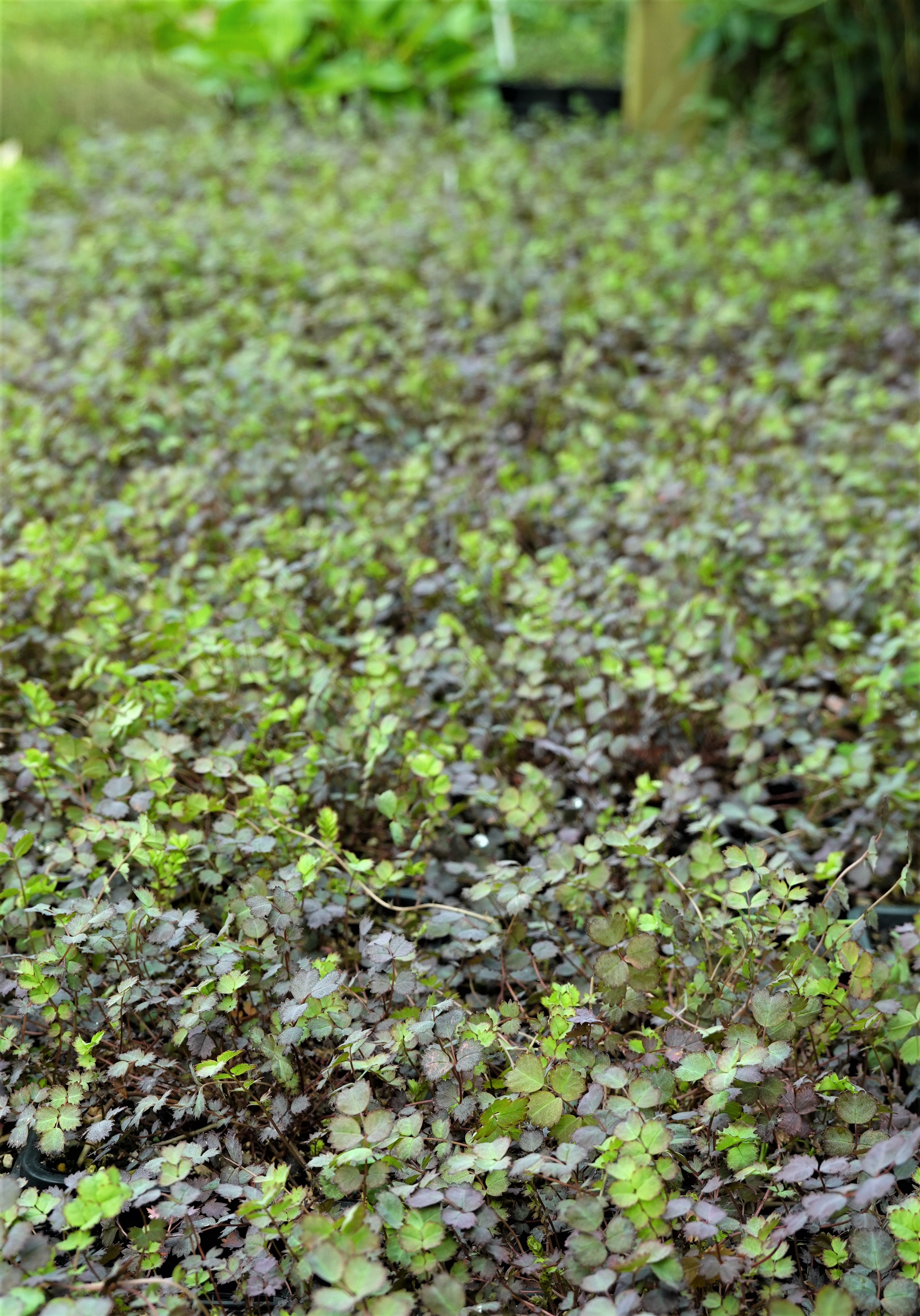 Purple Bidibidi, Acaena inermis purpurea