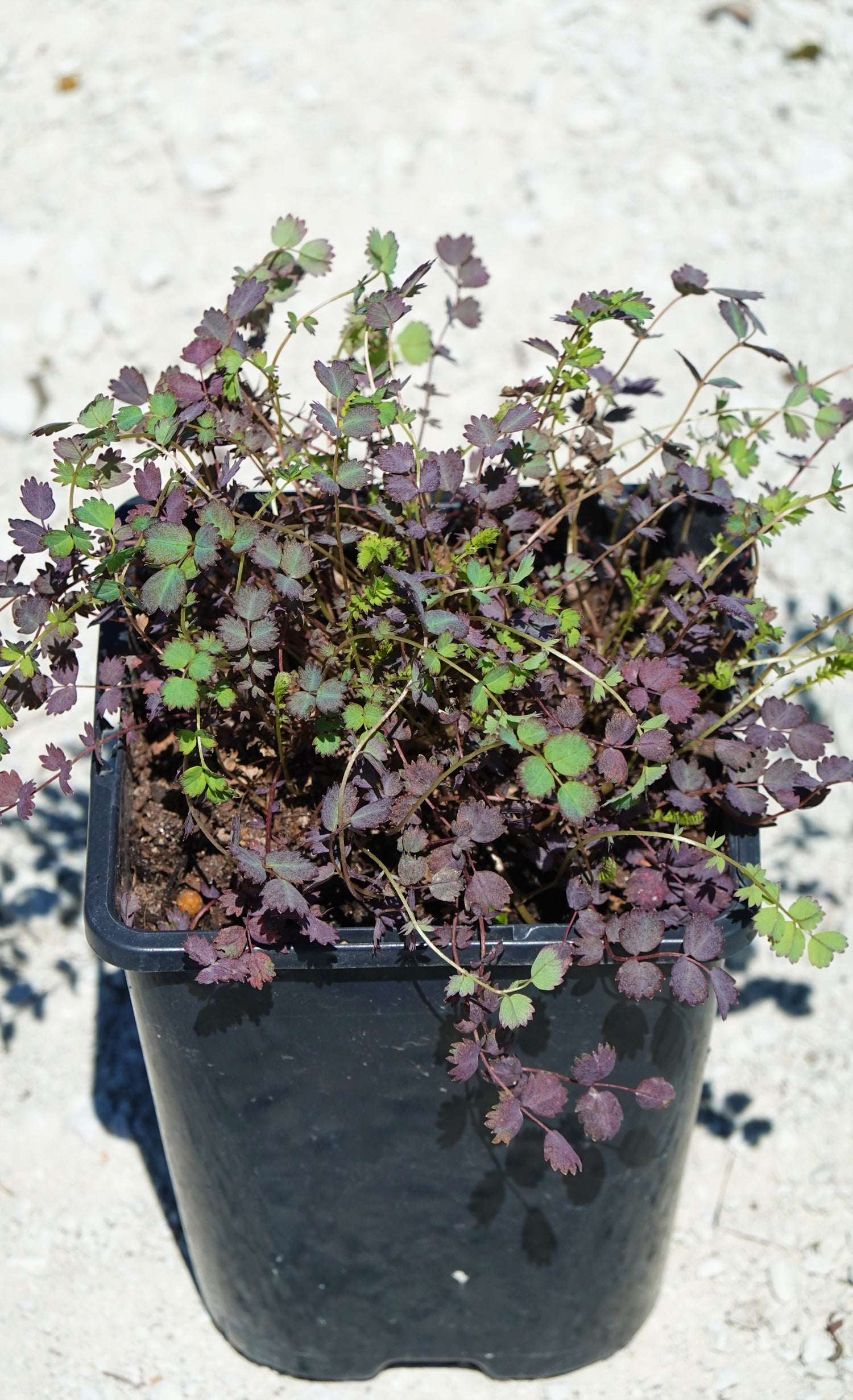 Purple Bidibidi, Acaena inermis purpurea