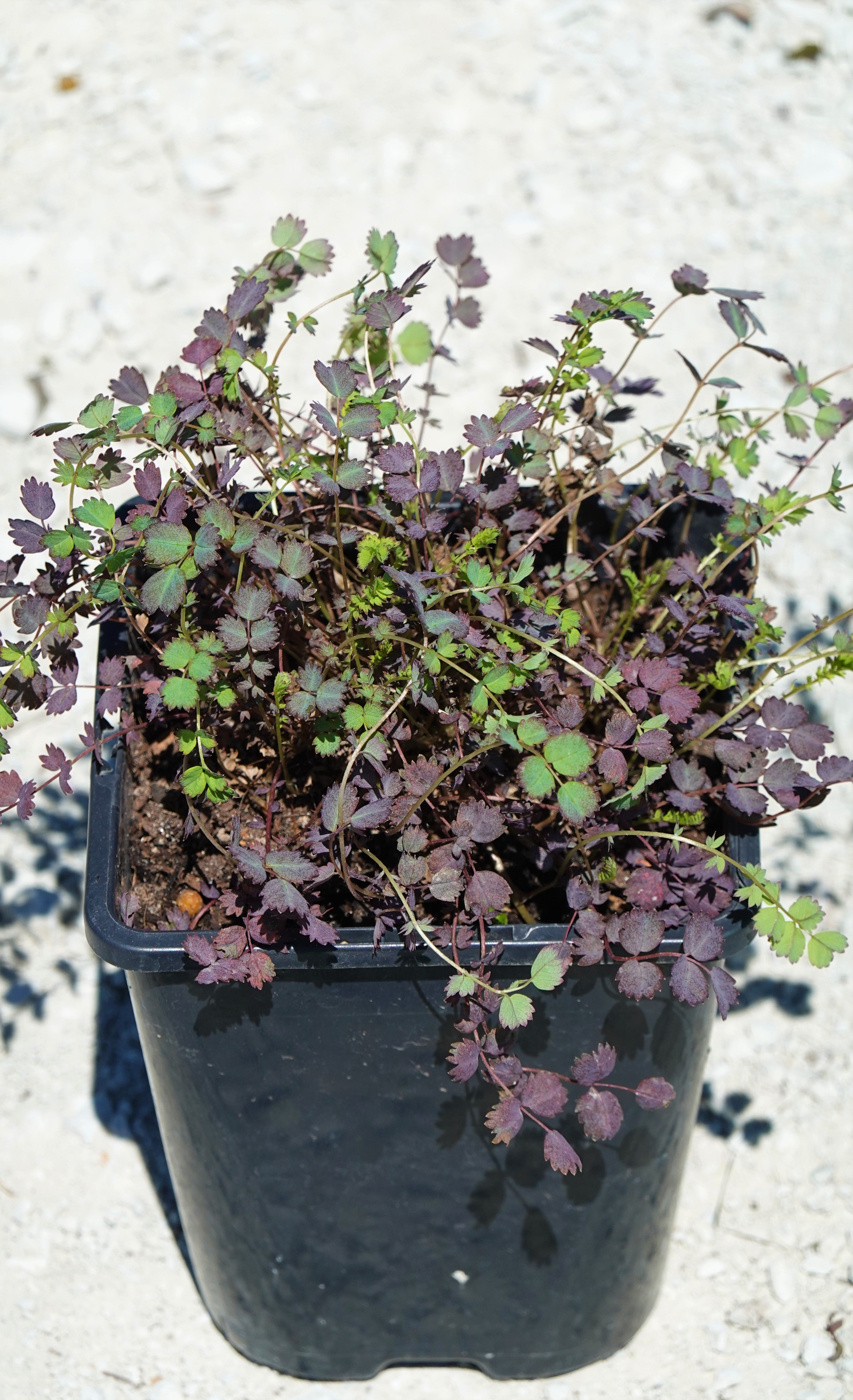 Purple Bidibidi, Acaena inermis purpurea