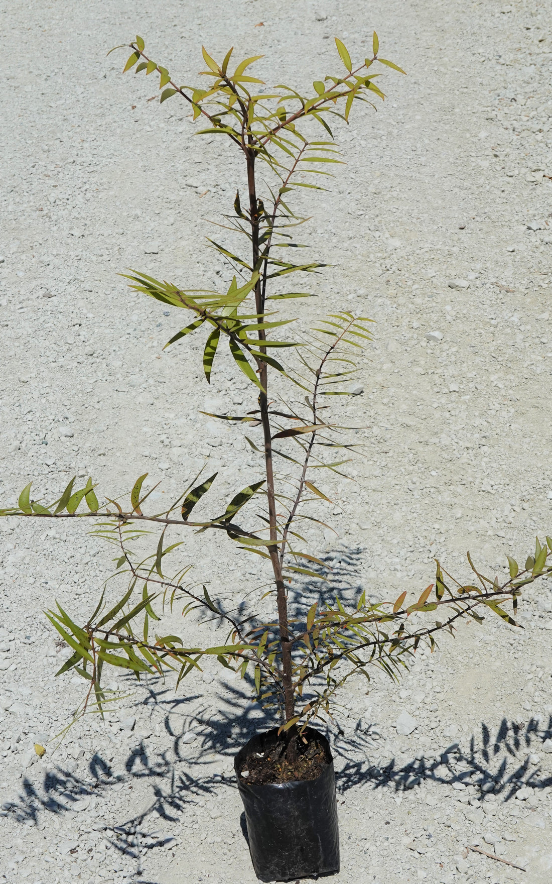 Kauri, Agathis australis