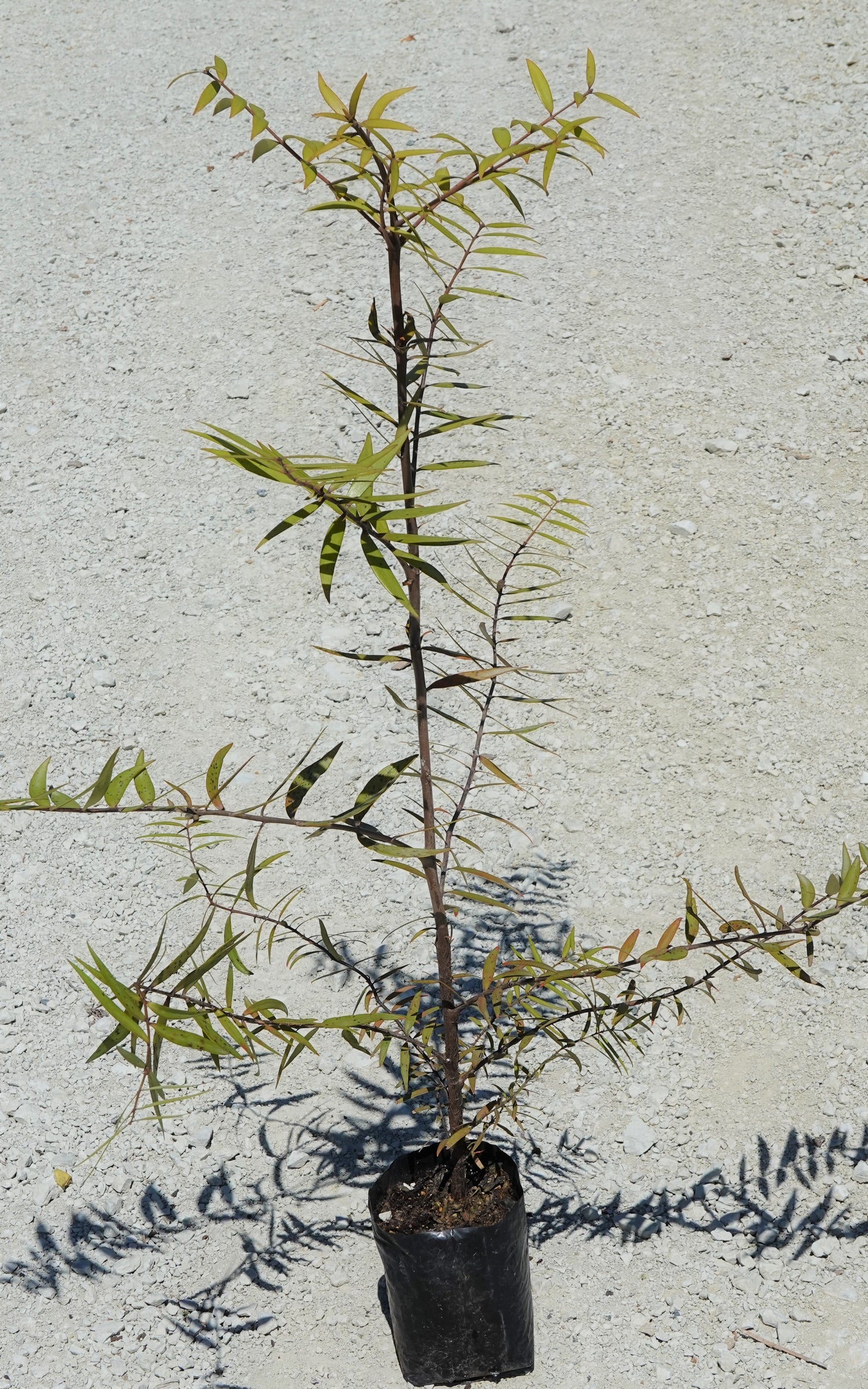 Kauri, Agathis australis