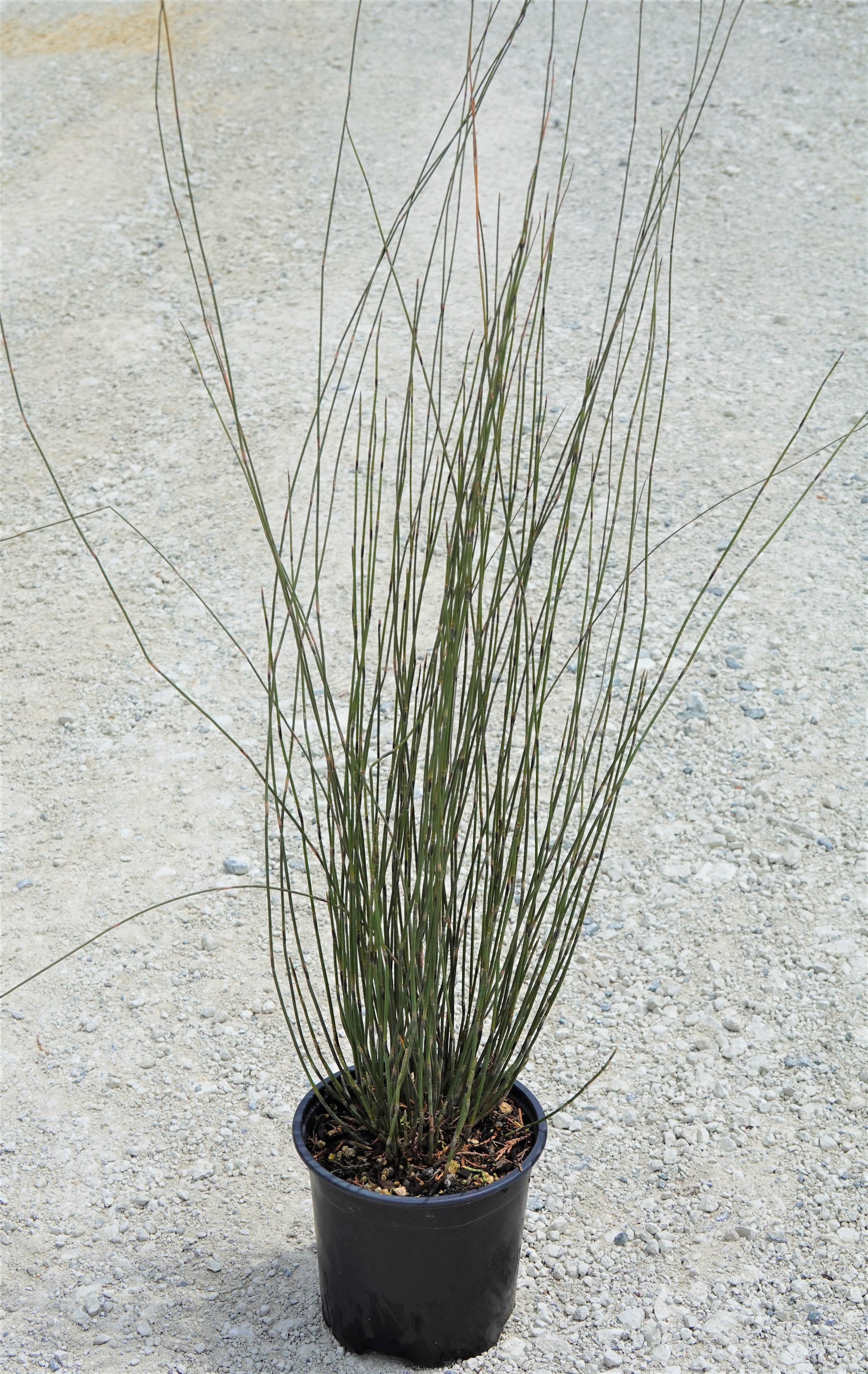 Oioi, Apodasmia similis