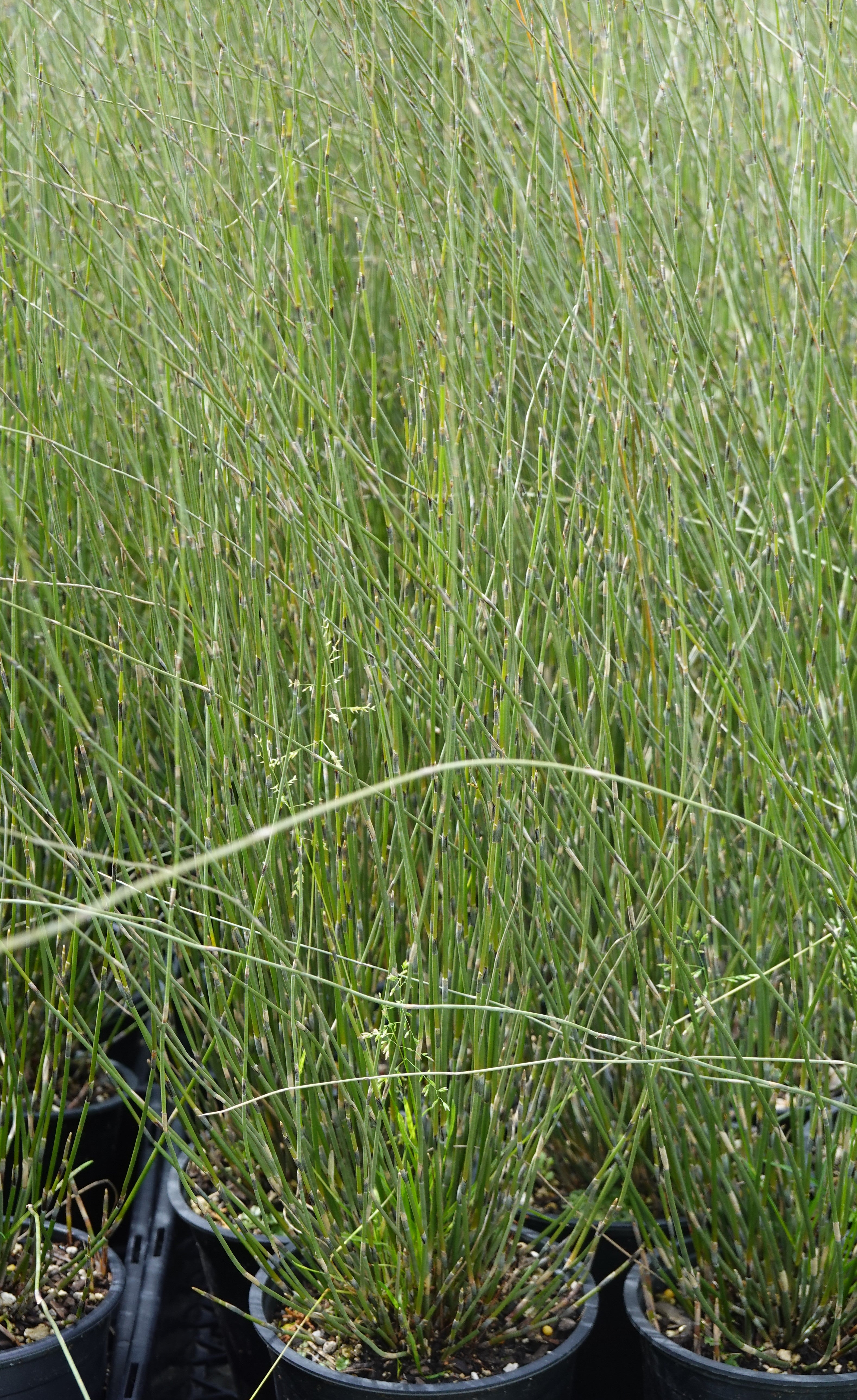 Oioi, Apodasmia similis