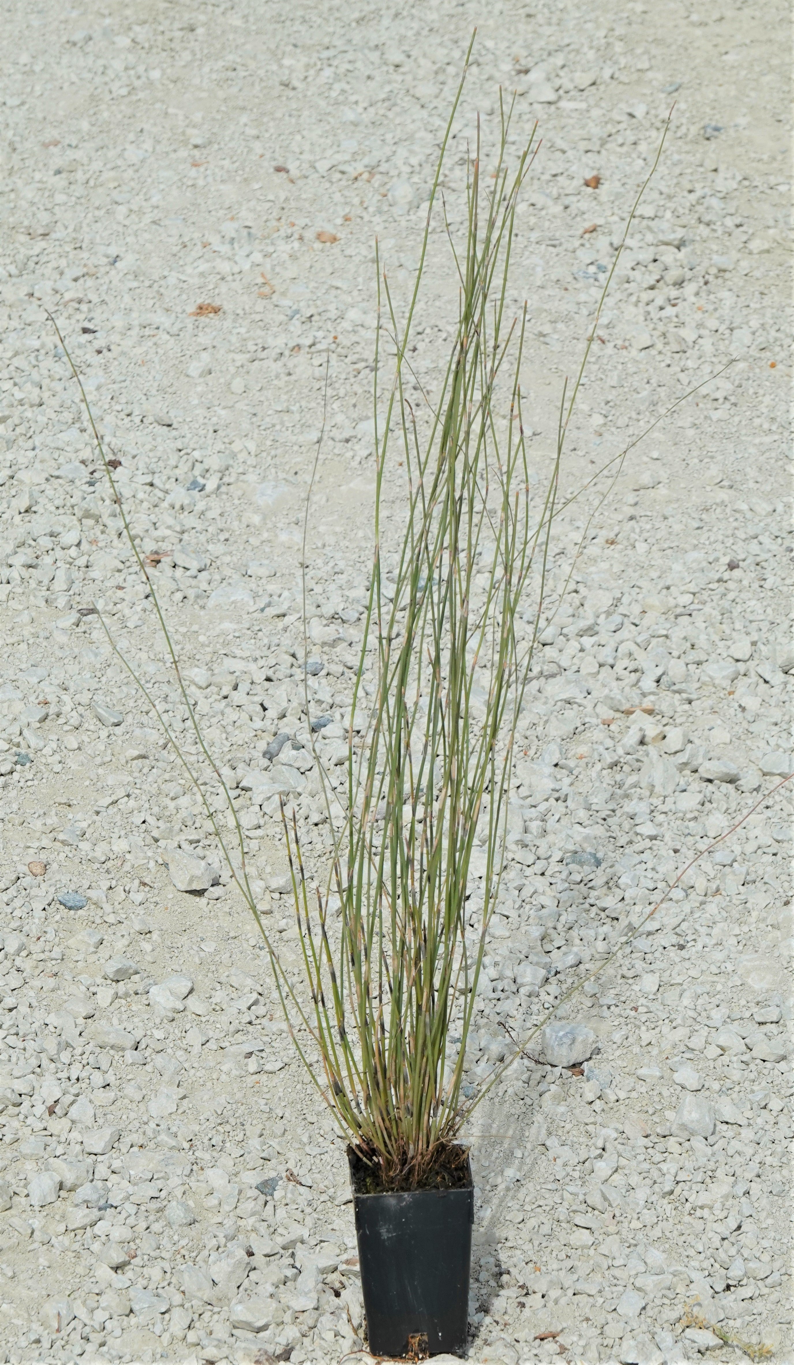 Oioi, Apodasmia similis