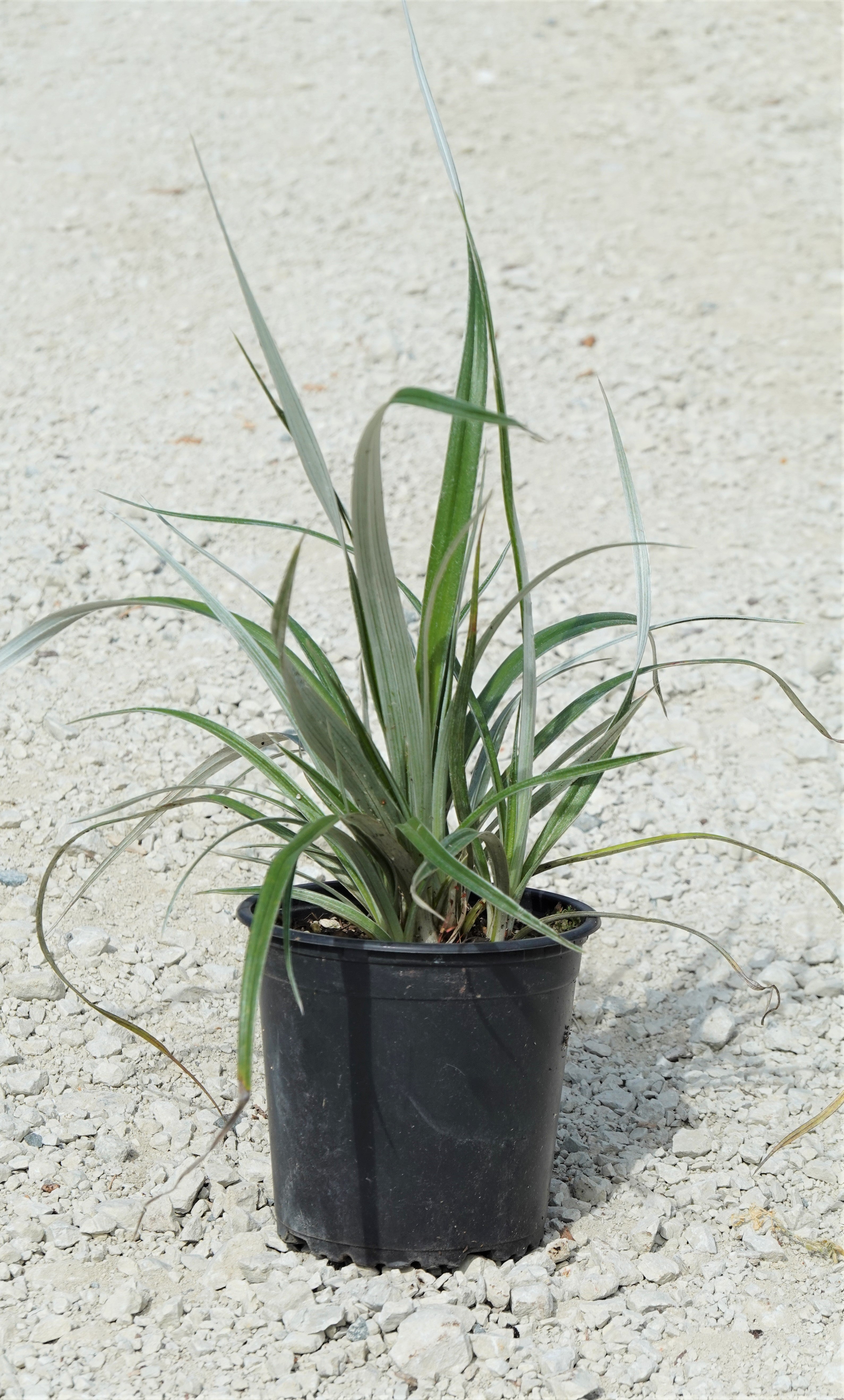 Wharawhara, Astelia banksii