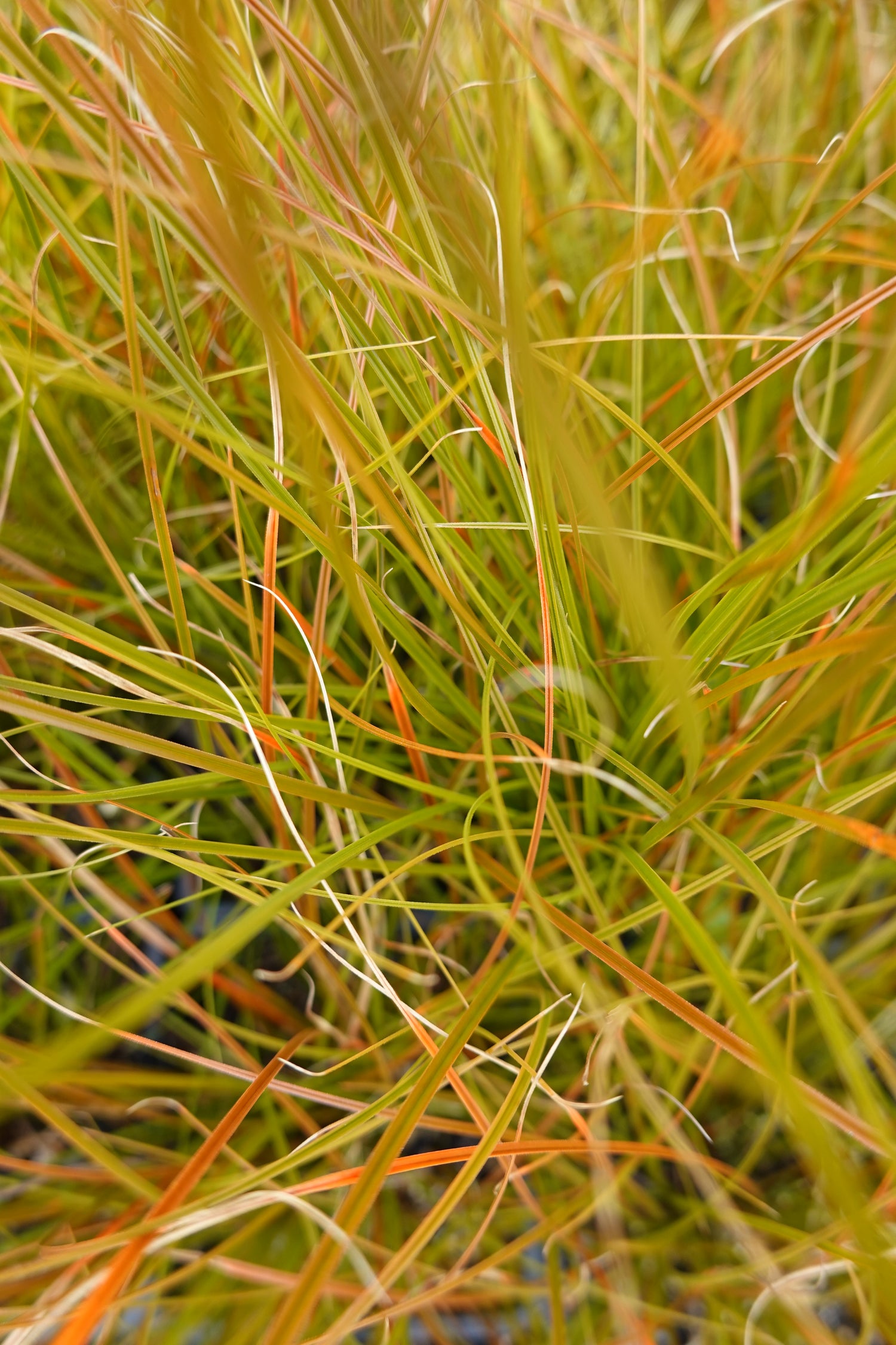 Carex testacea