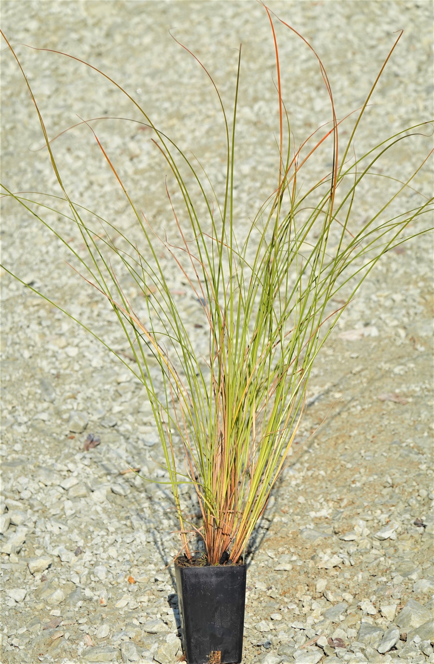 Carex testacea