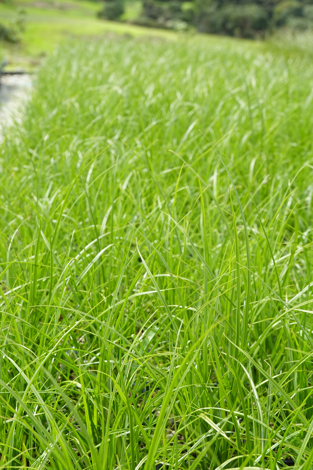Pukio Swamp Sedge, Carex virgata