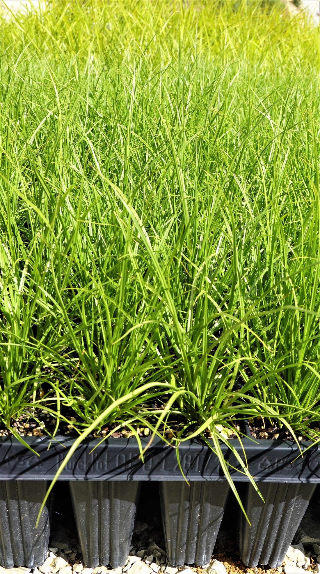 Pukio Swamp Sedge, Carex virgata