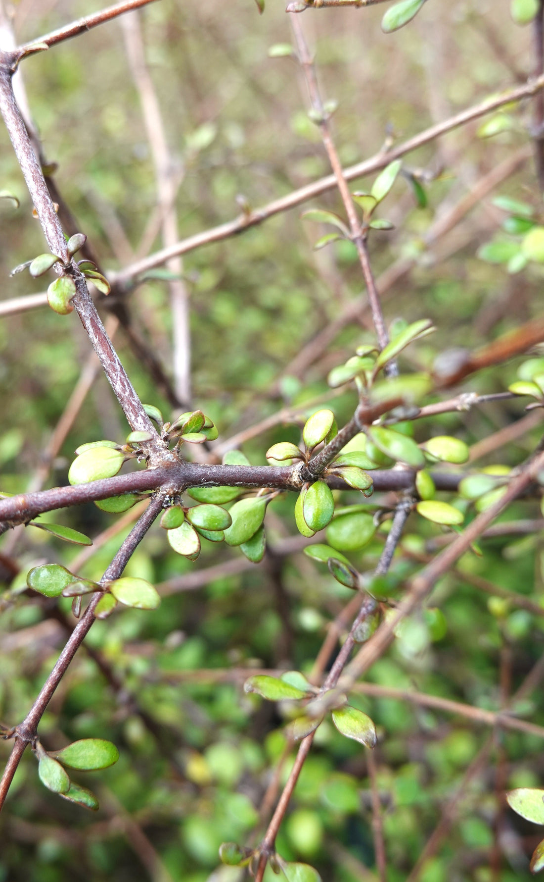 Coprosma crassifoilia