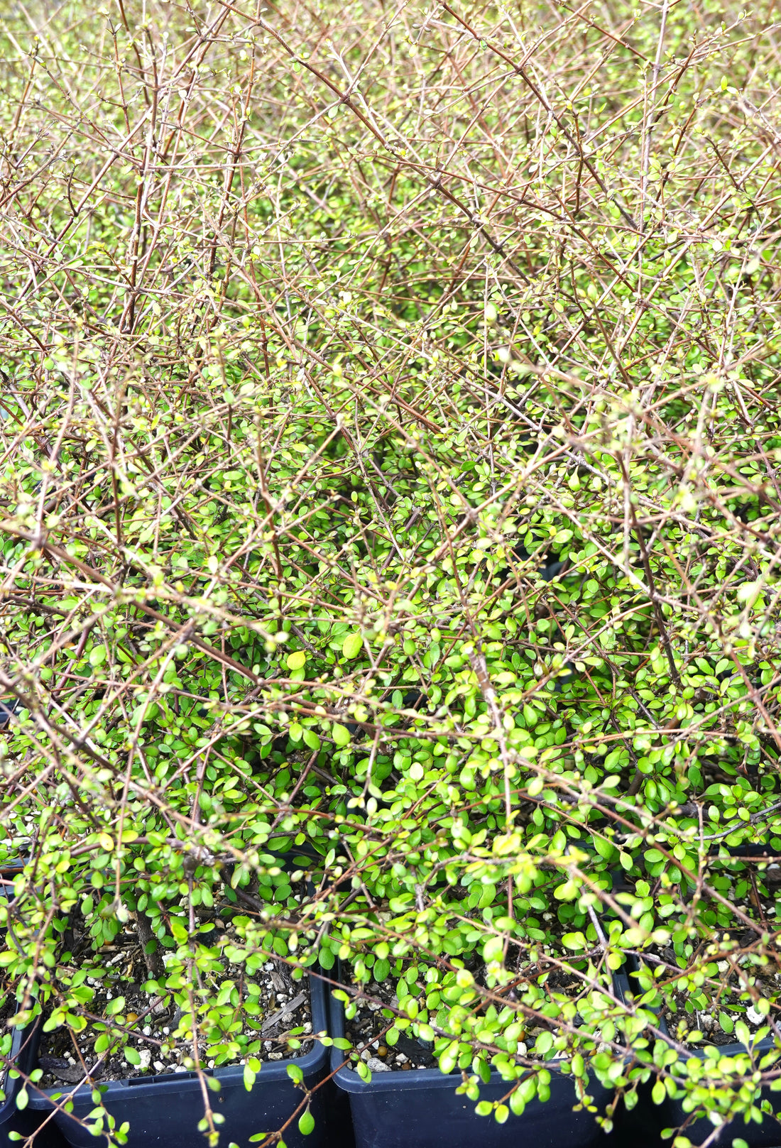 Coprosma crassifoilia