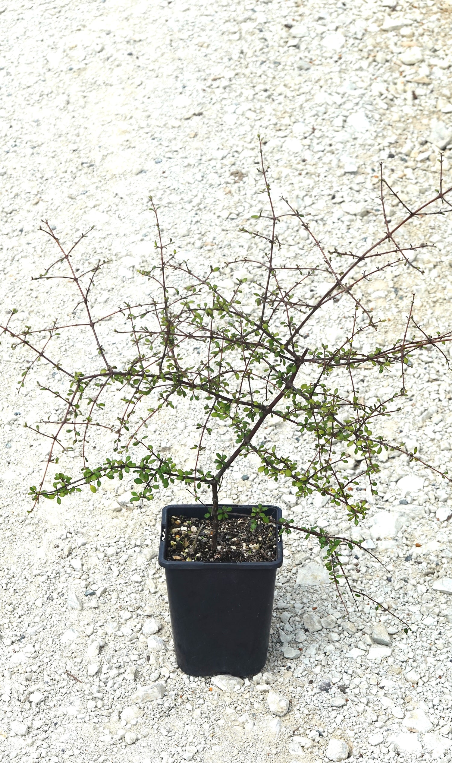 Coprosma crassifoilia