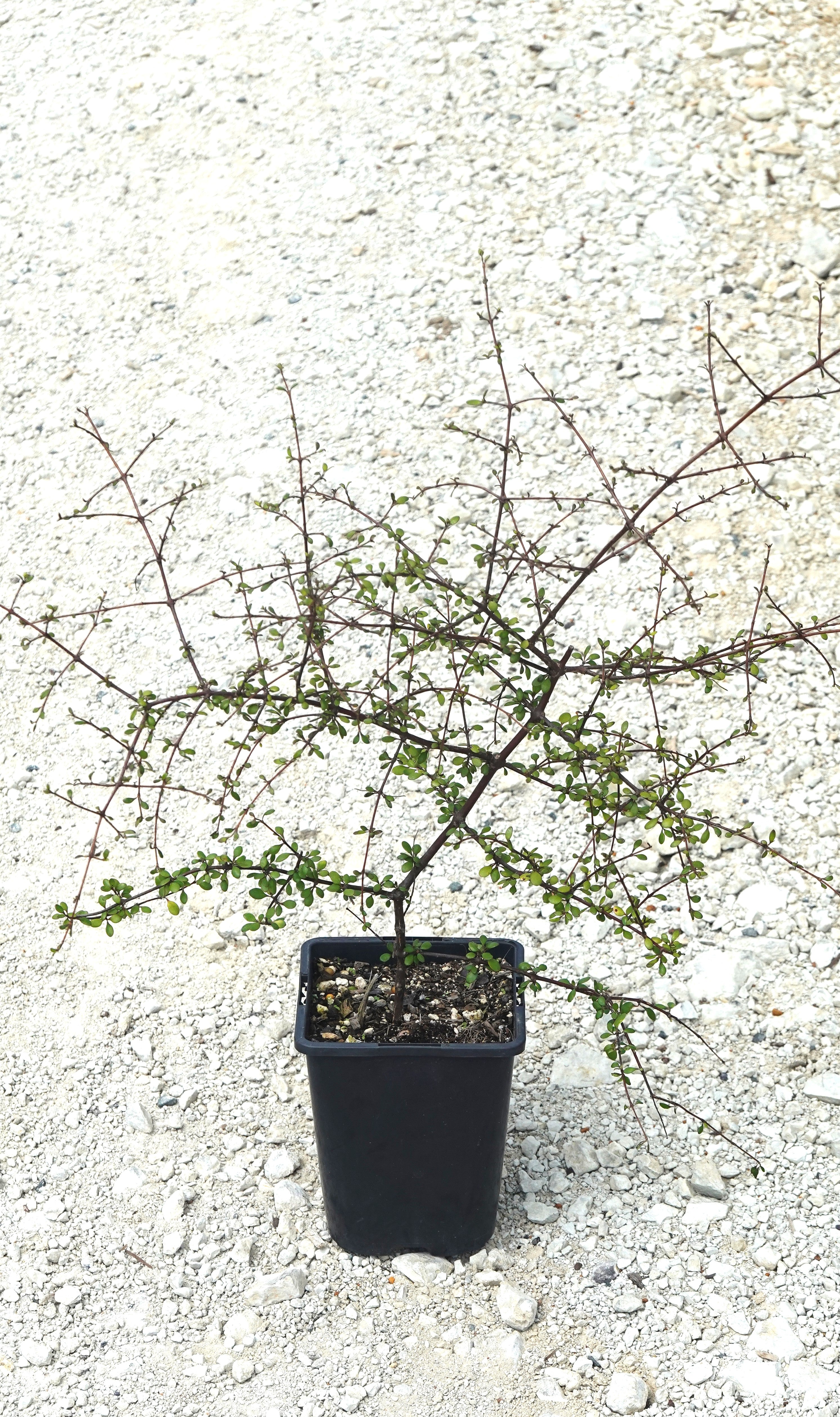 Coprosma crassifoilia