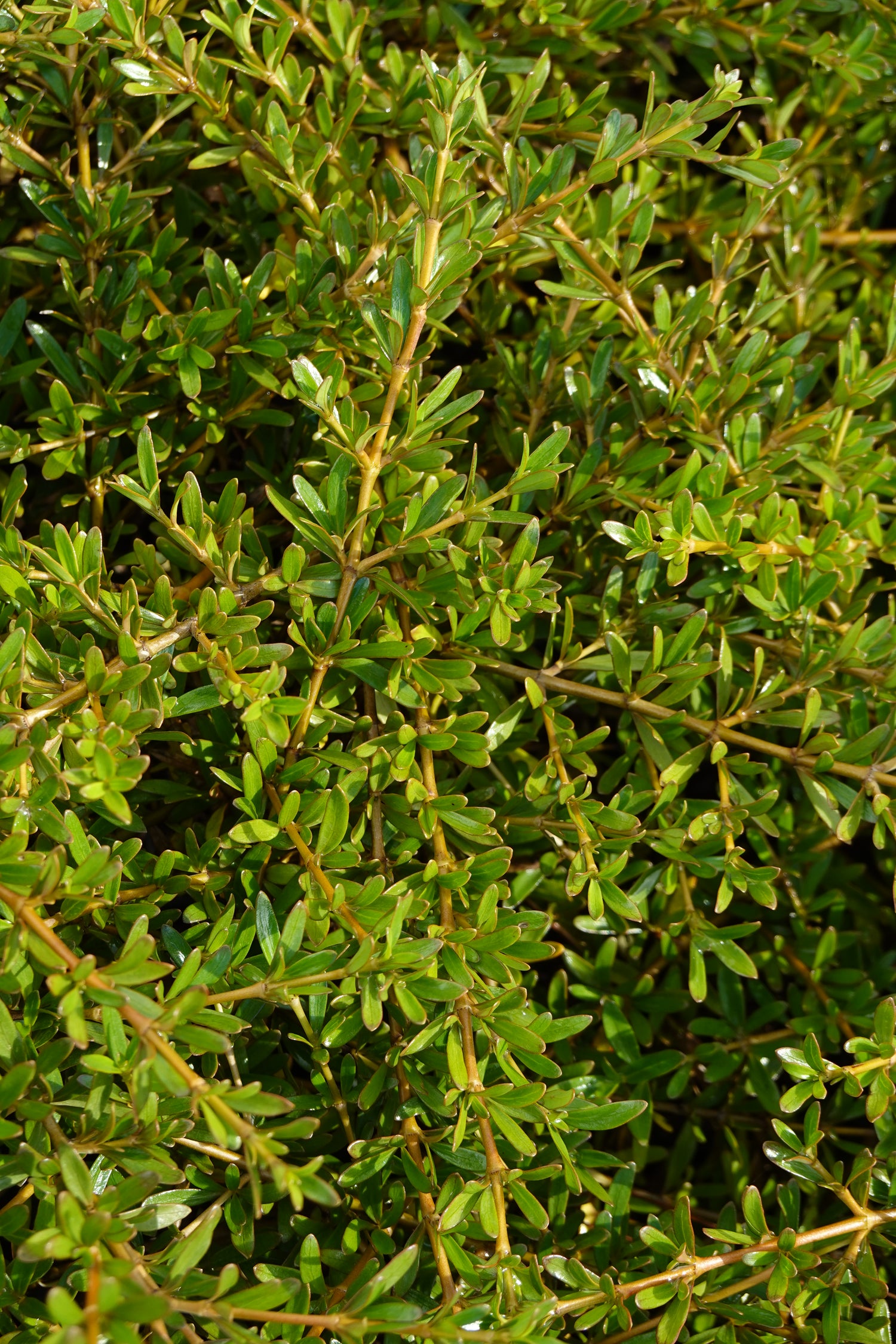 Coprosma kirkii