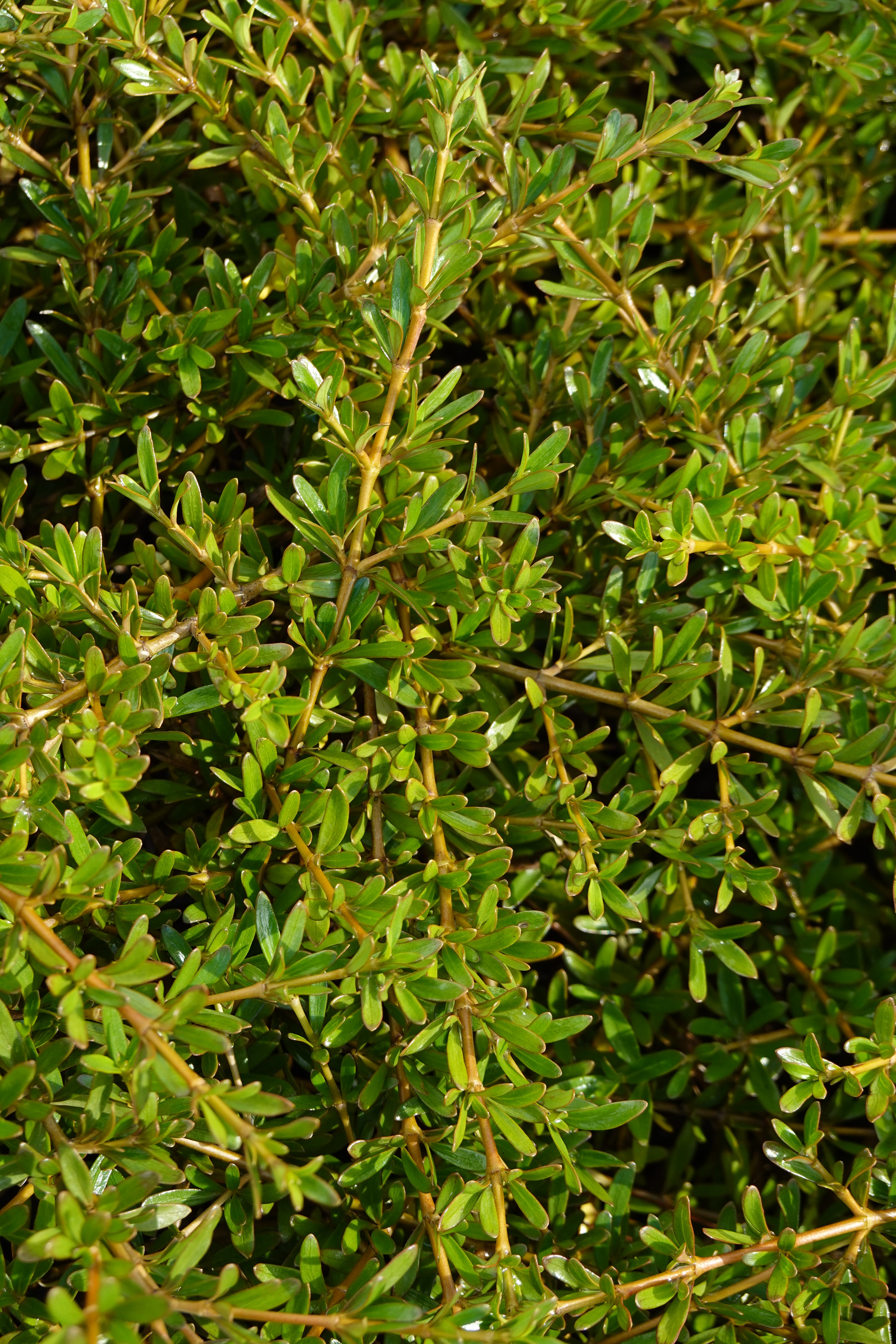 Coprosma kirkii