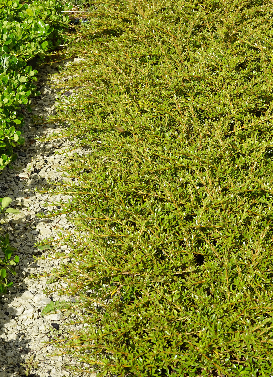 Coprosma kirkii