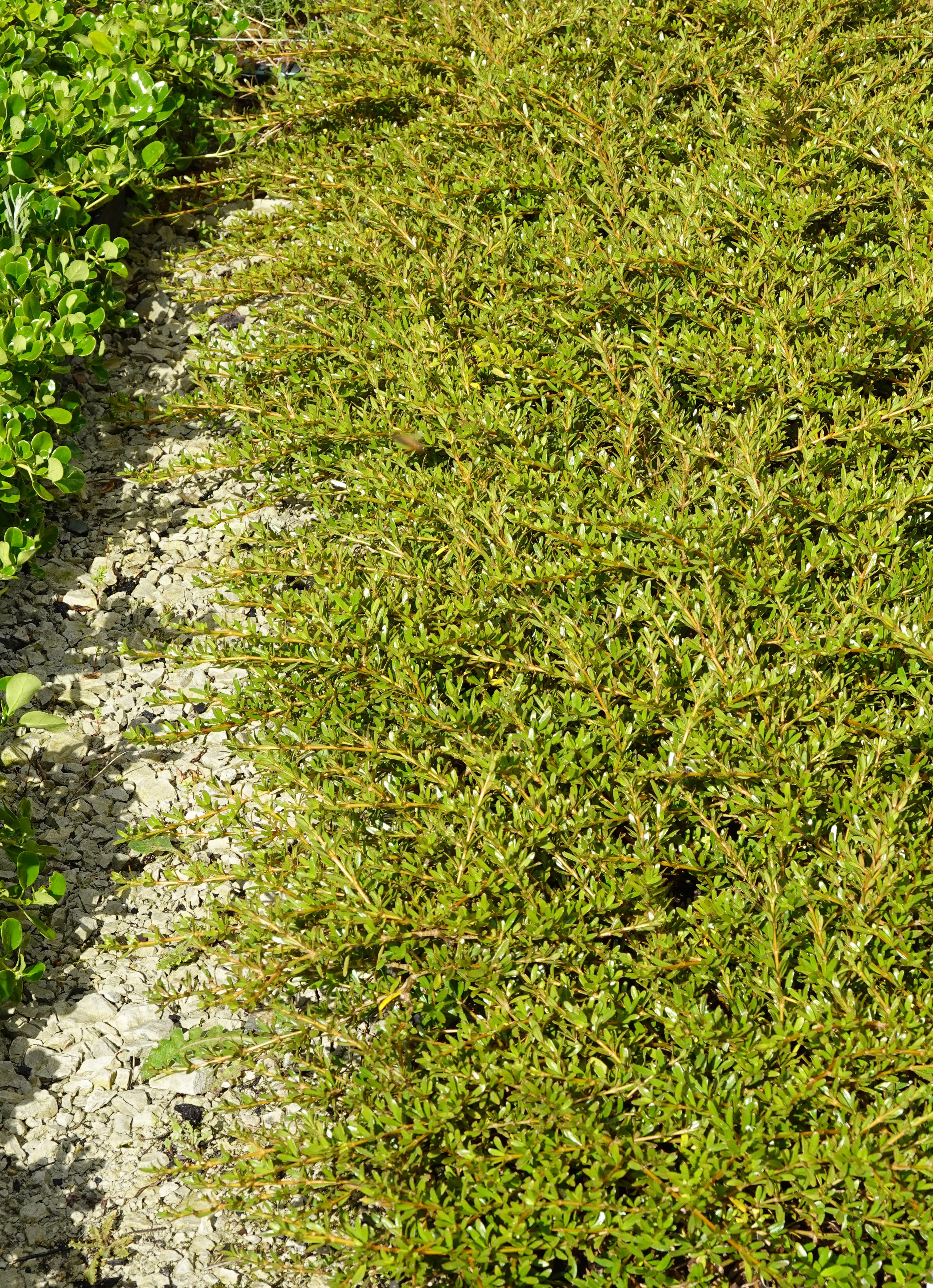 Coprosma kirkii
