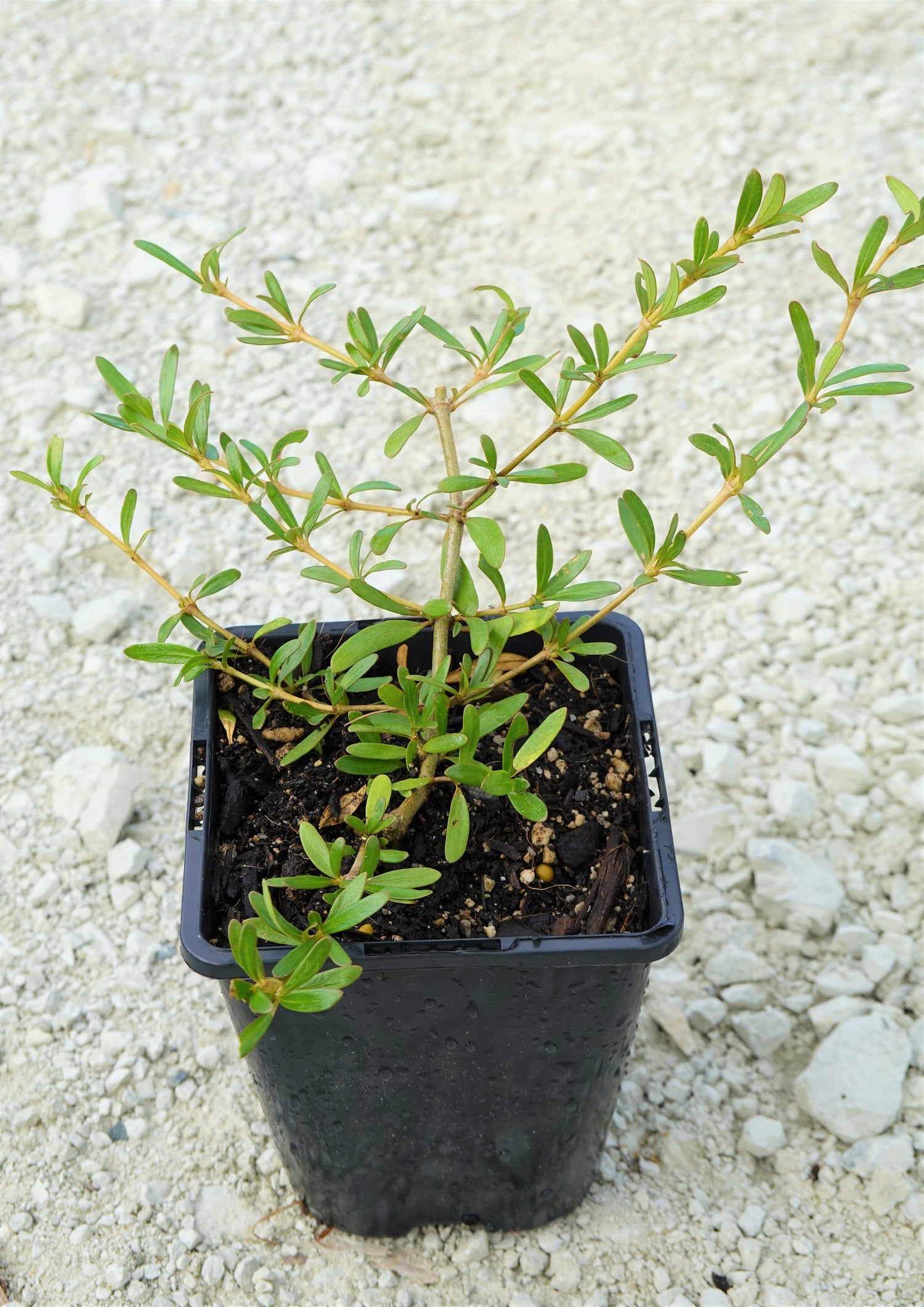 Coprosma kirkii
