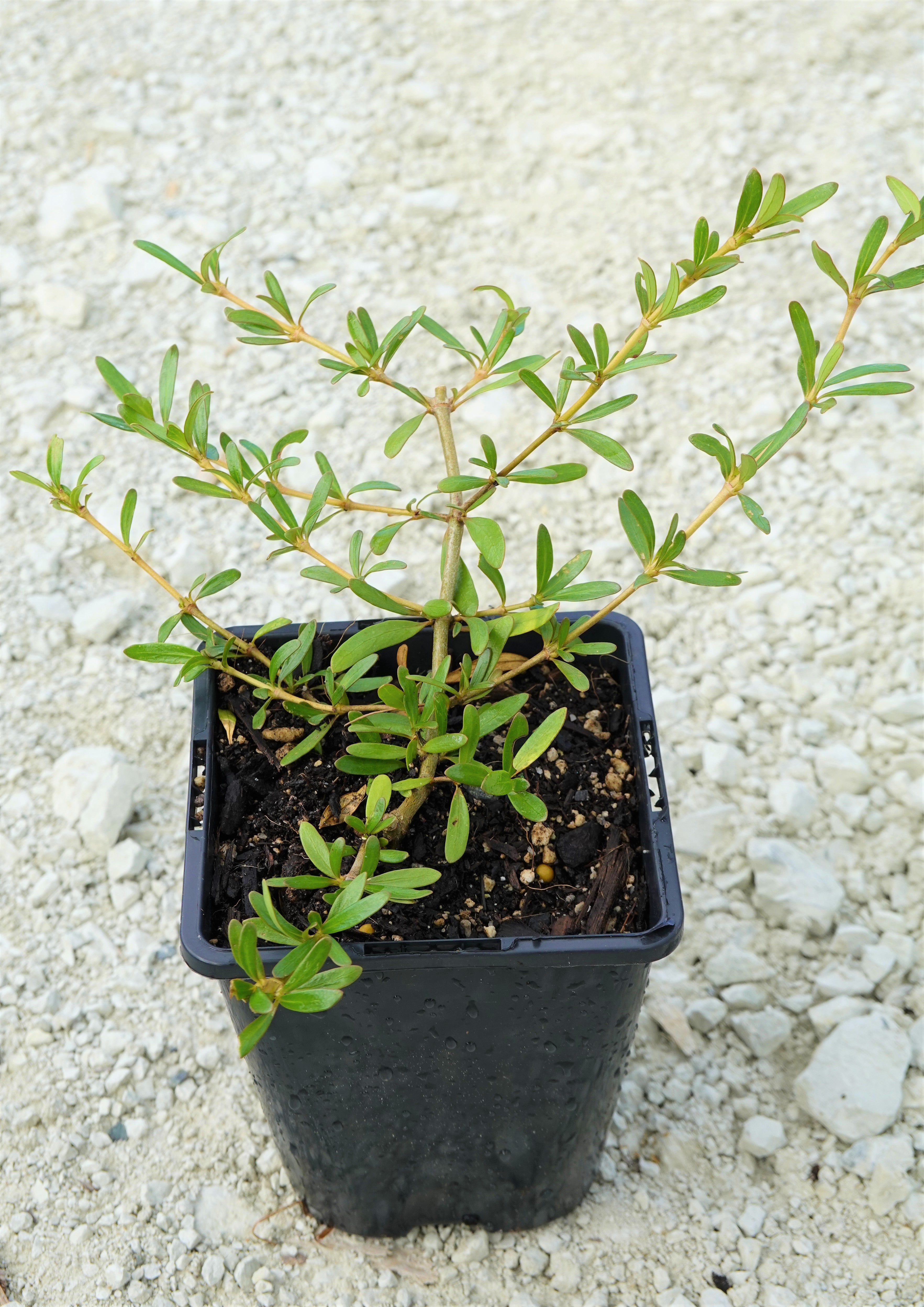 Coprosma kirkii