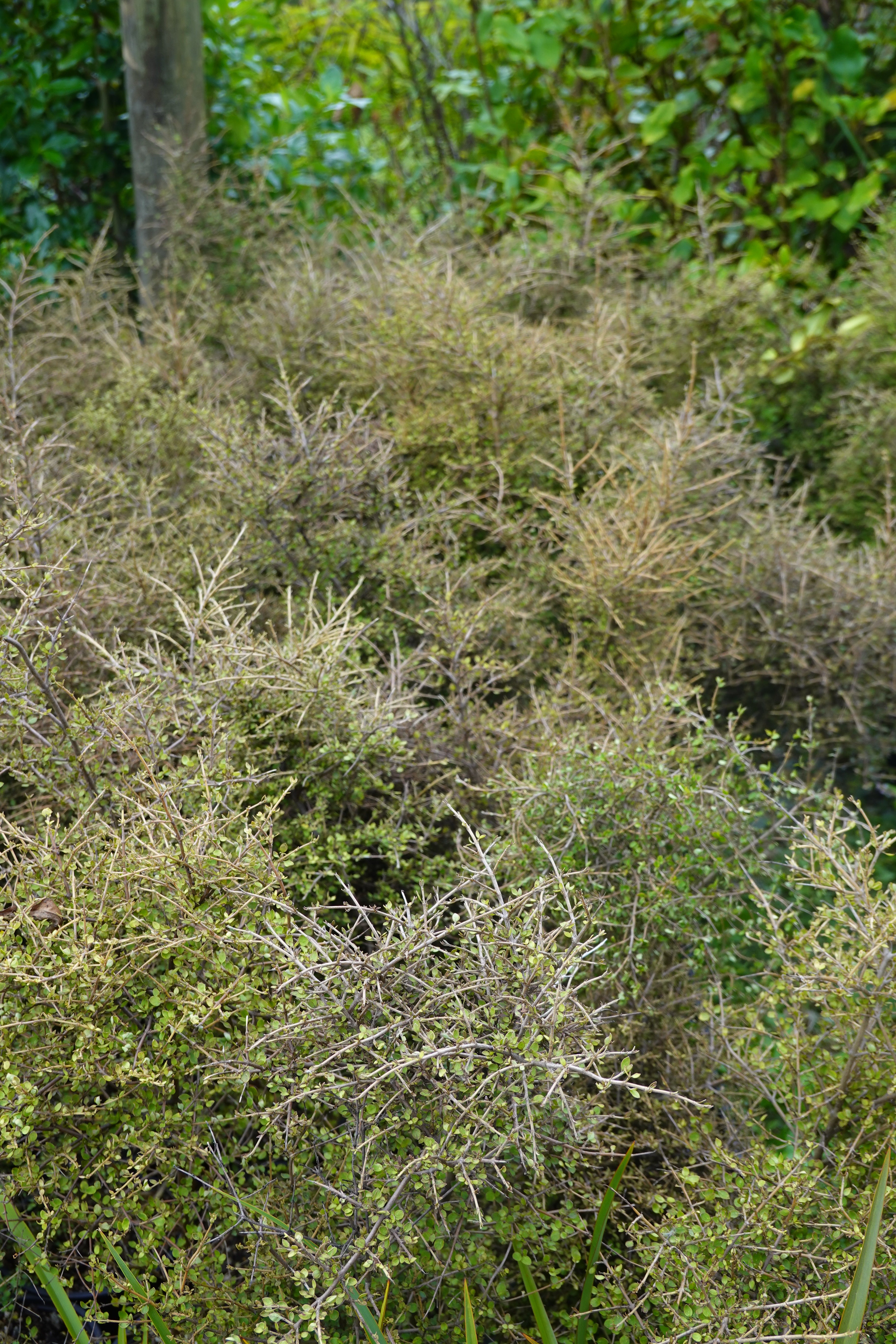 Twiggy Coprosma, Coprosma rhamnoides