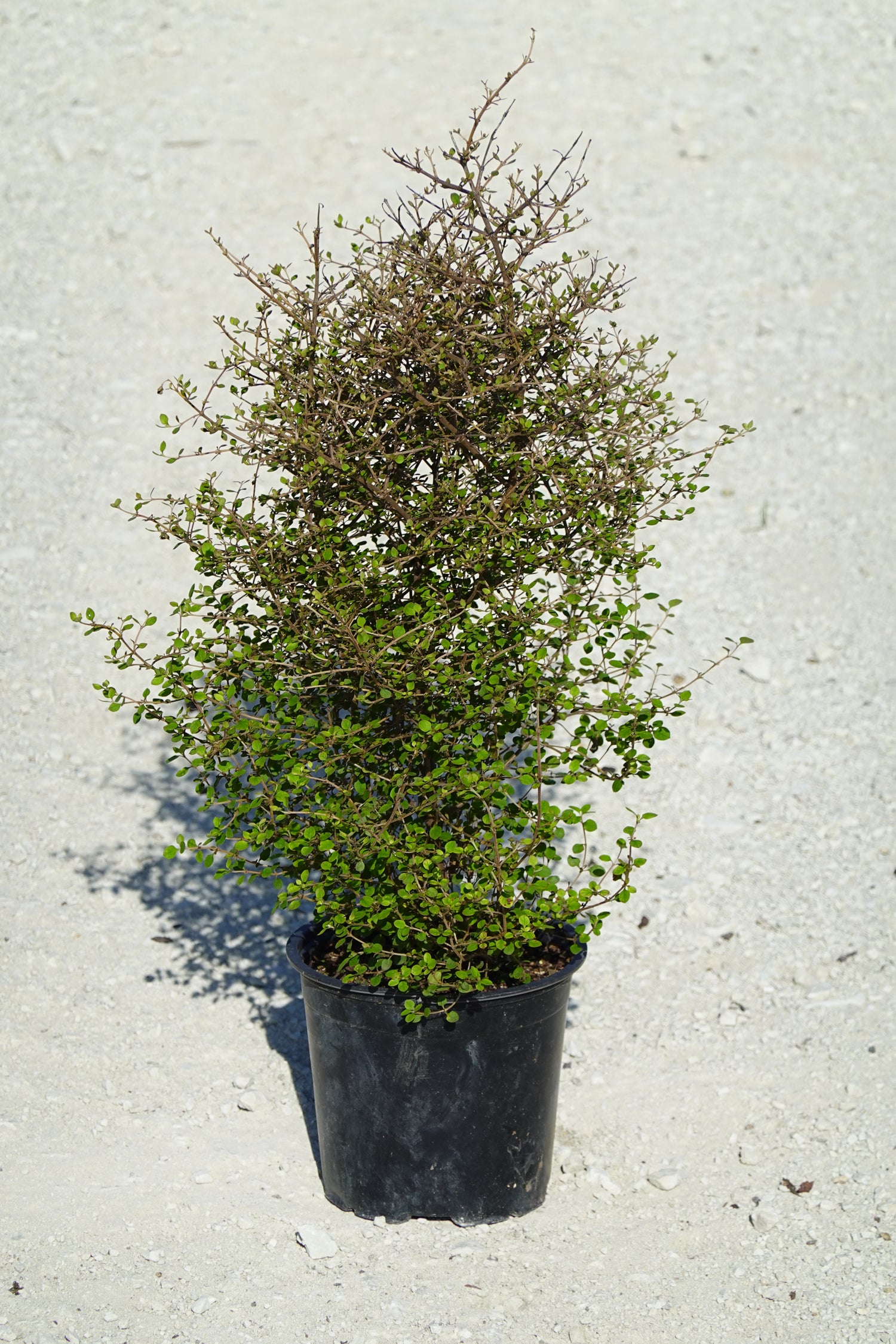Twiggy Coprosma, Coprosma rhamnoides