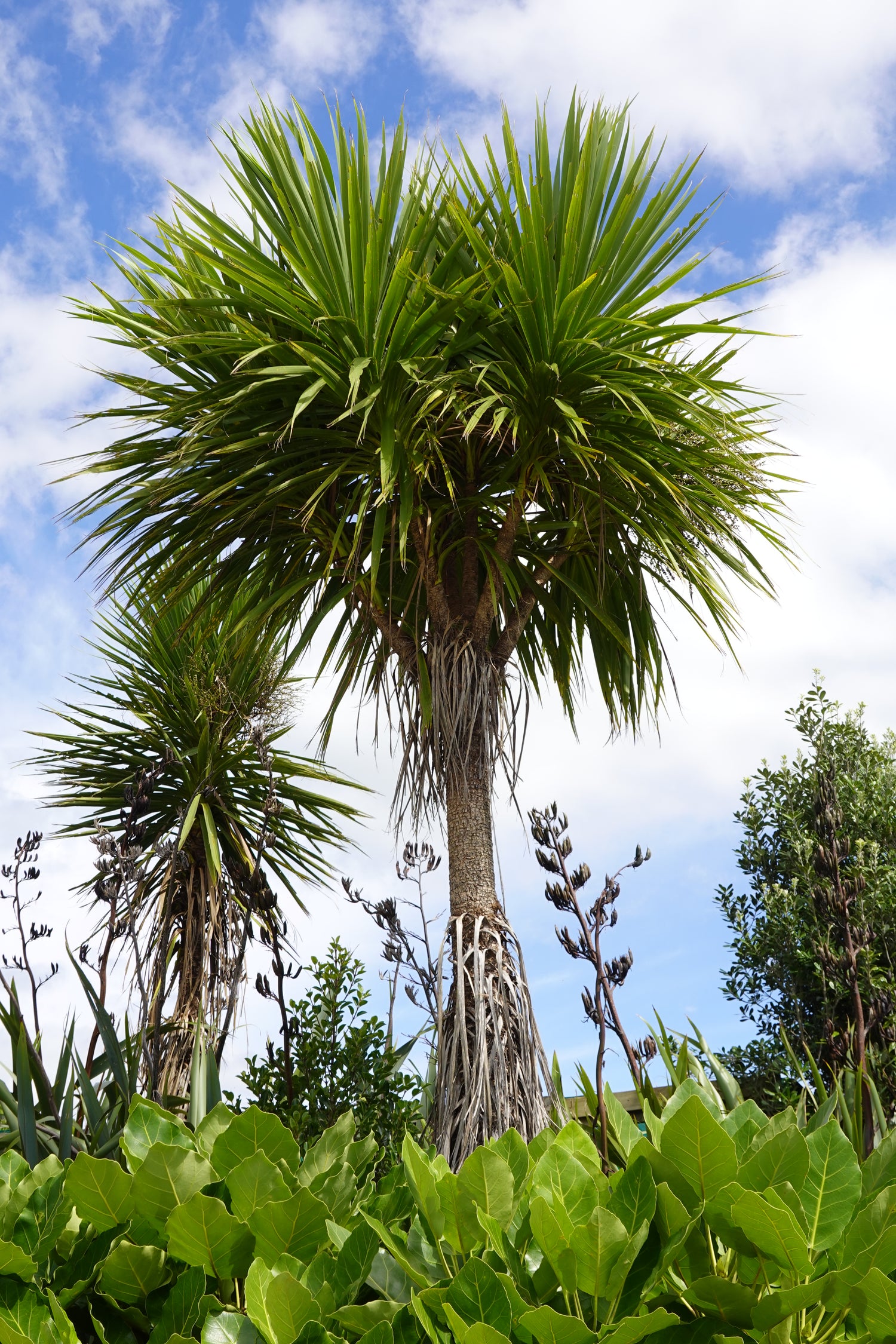 Cabbage Tree, Tī Kouka, Cordyline australis