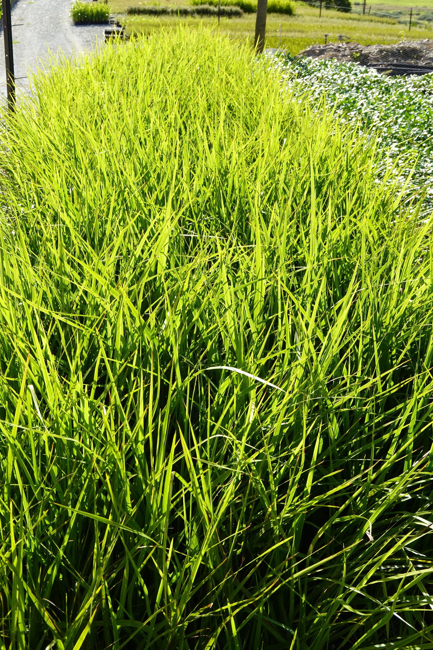 Cabbage Tree, Tī Kouka, Cordyline australis