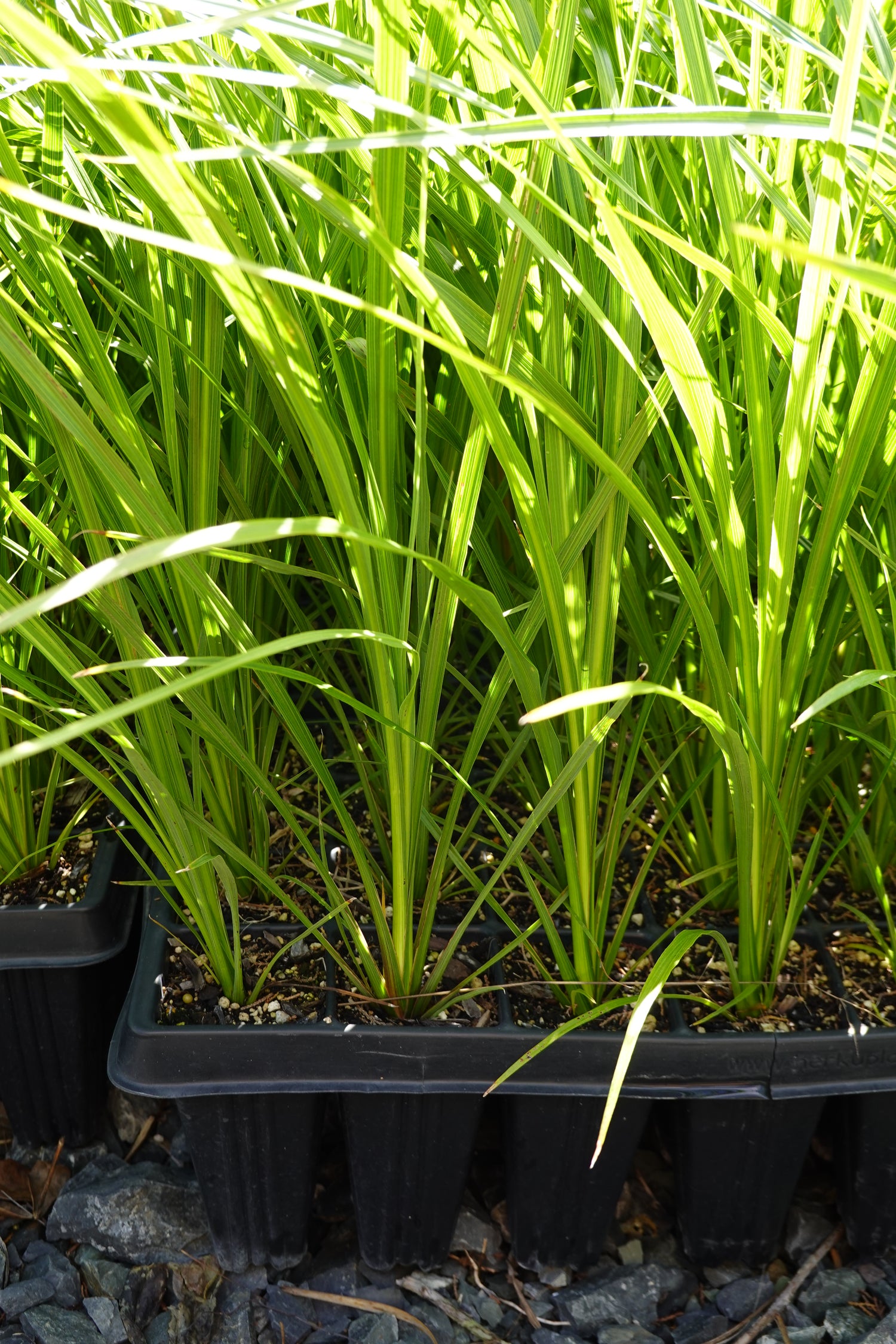 Cabbage Tree, Tī Kouka, Cordyline australis