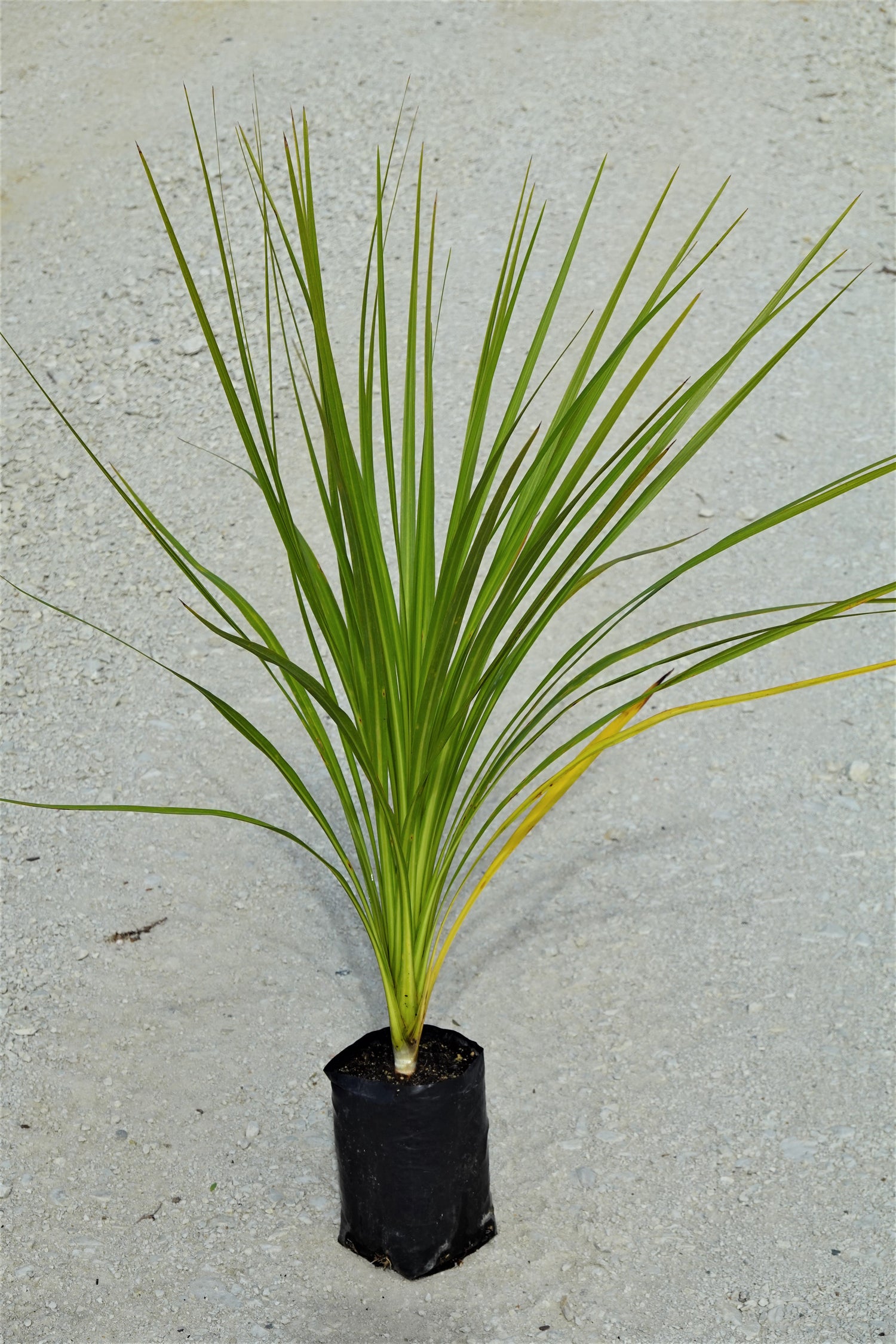 Cabbage Tree, Tī Kouka, Cordyline australis
