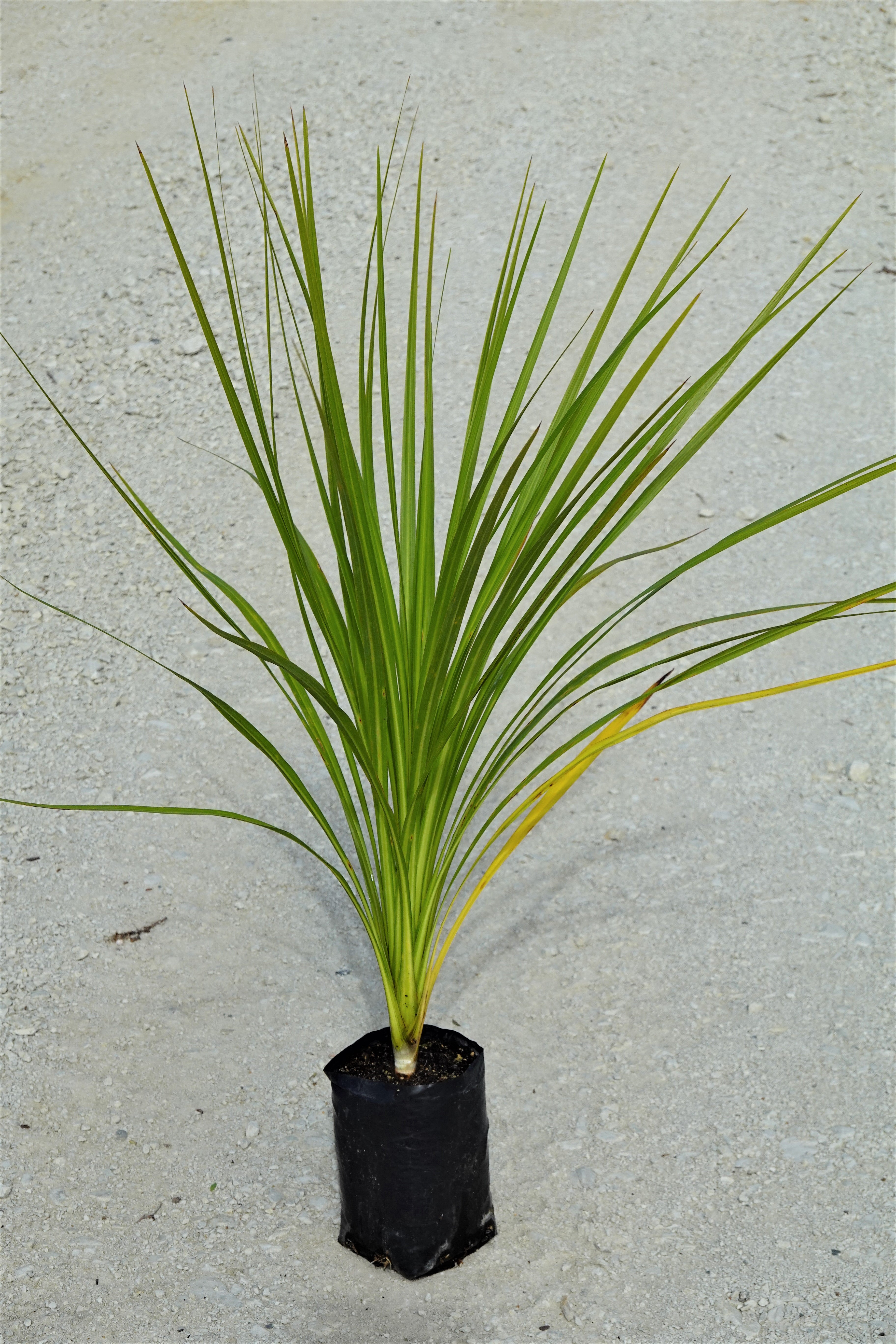 Cabbage Tree, Tī Kouka, Cordyline australis