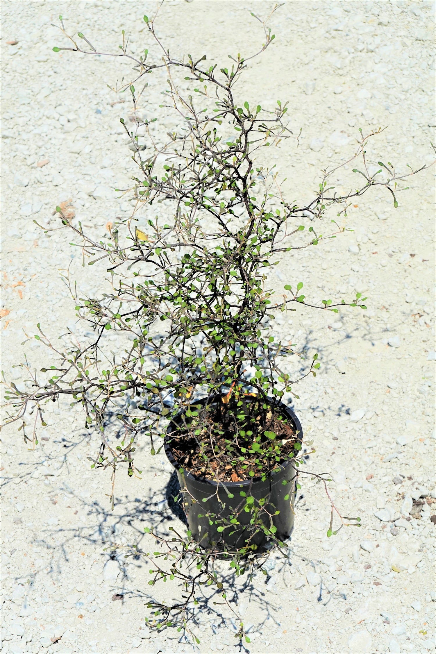 Korokia, Corokia cotoneaster
