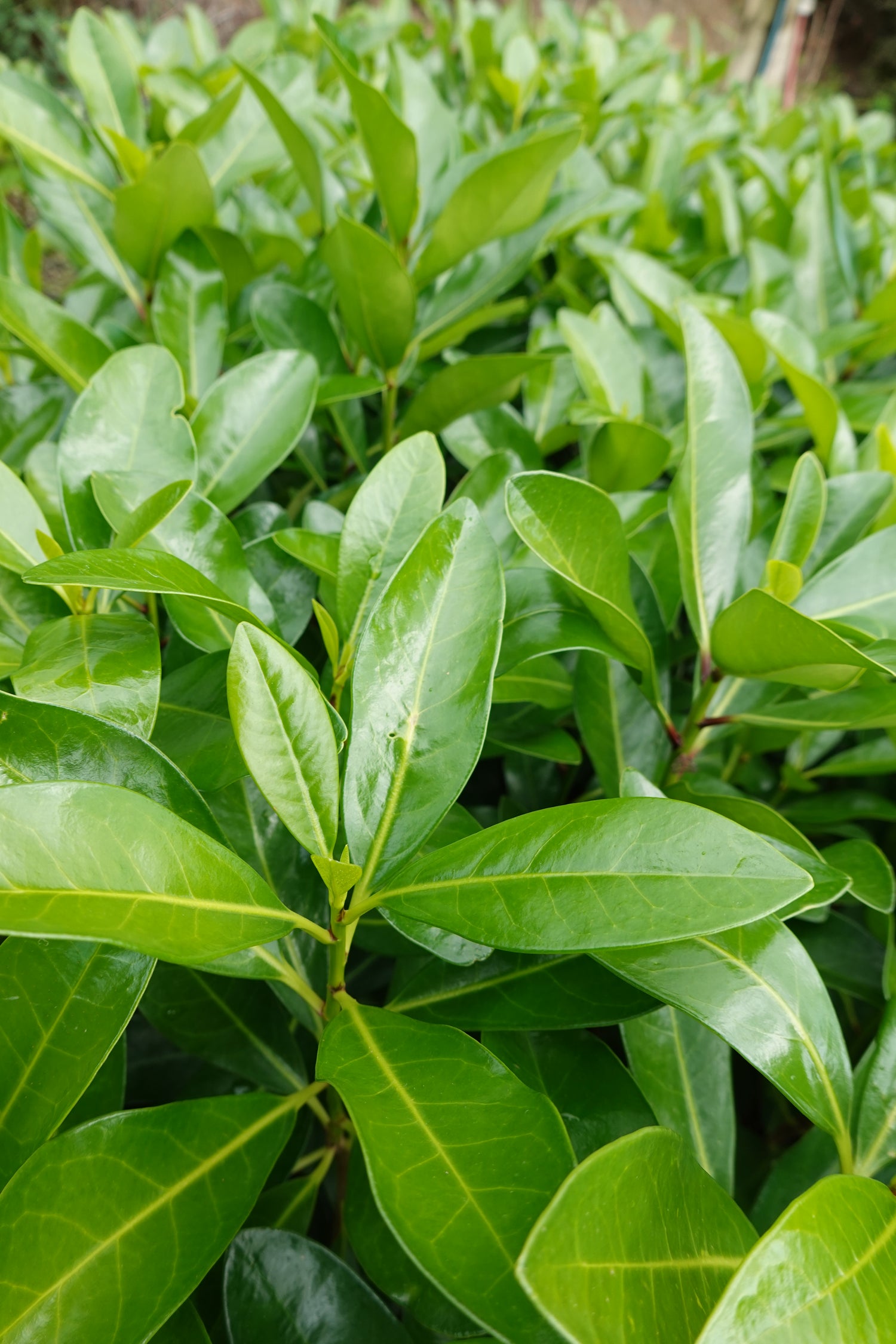 Karaka, Corynocarpus laevigatus