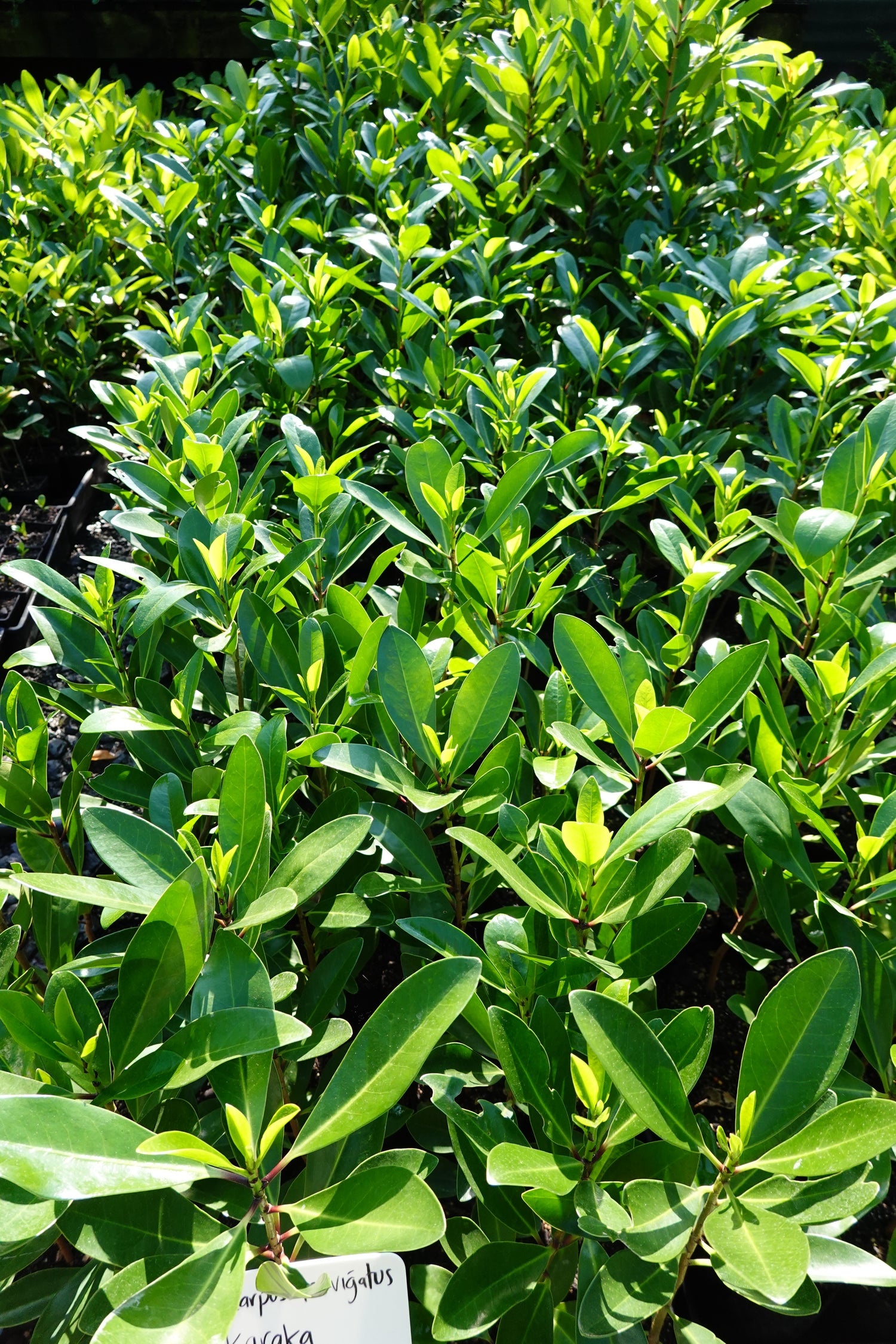 Karaka, Corynocarpus laevigatus