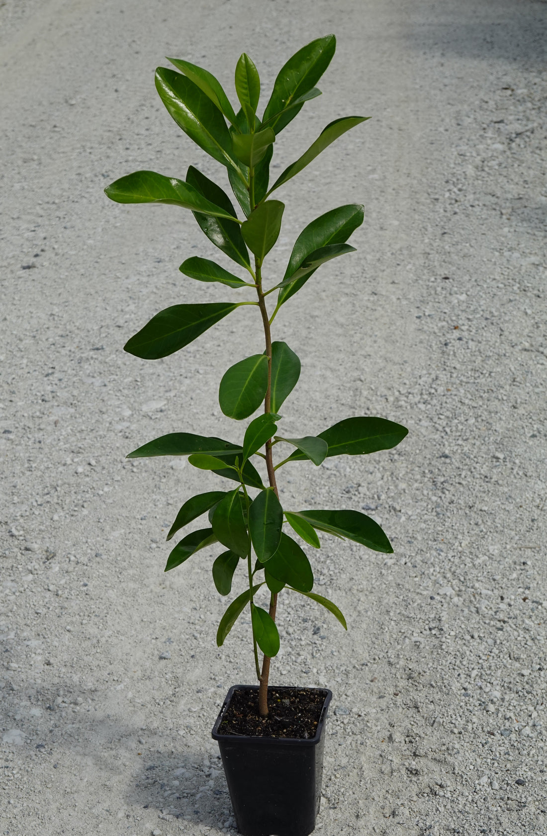 Karaka, Corynocarpus laevigatus