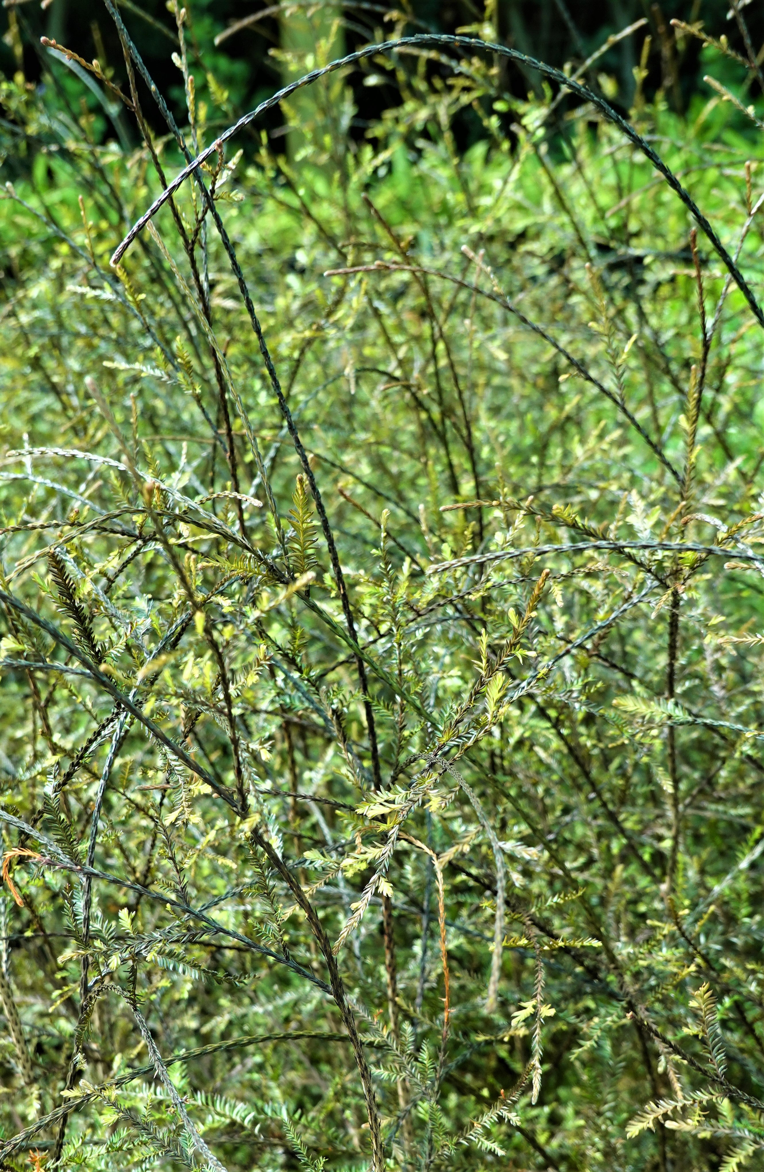 Kahikatea, Dacrycarpus dacrydiodes