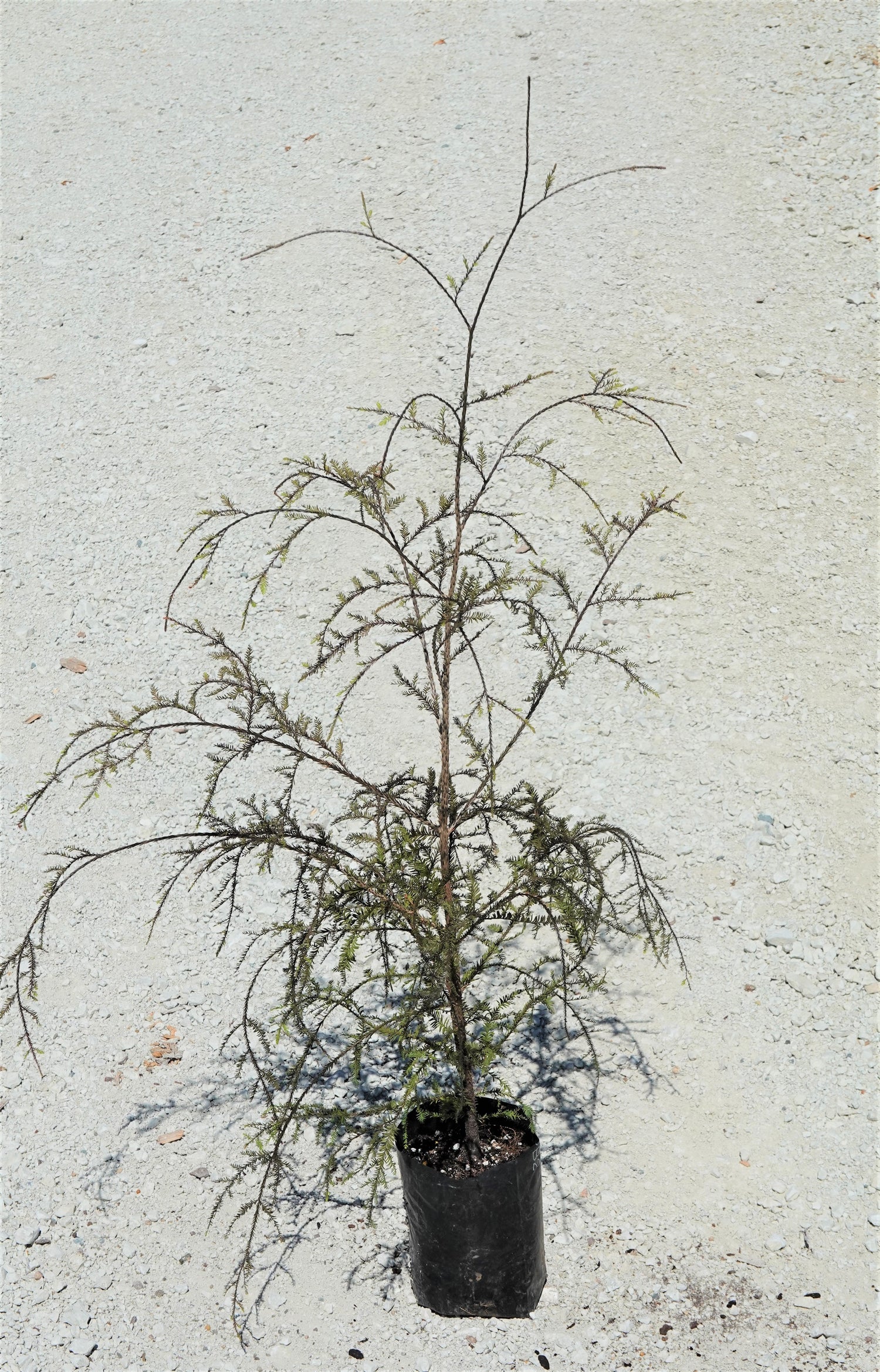 Kahikatea, Dacrycarpus dacrydiodes