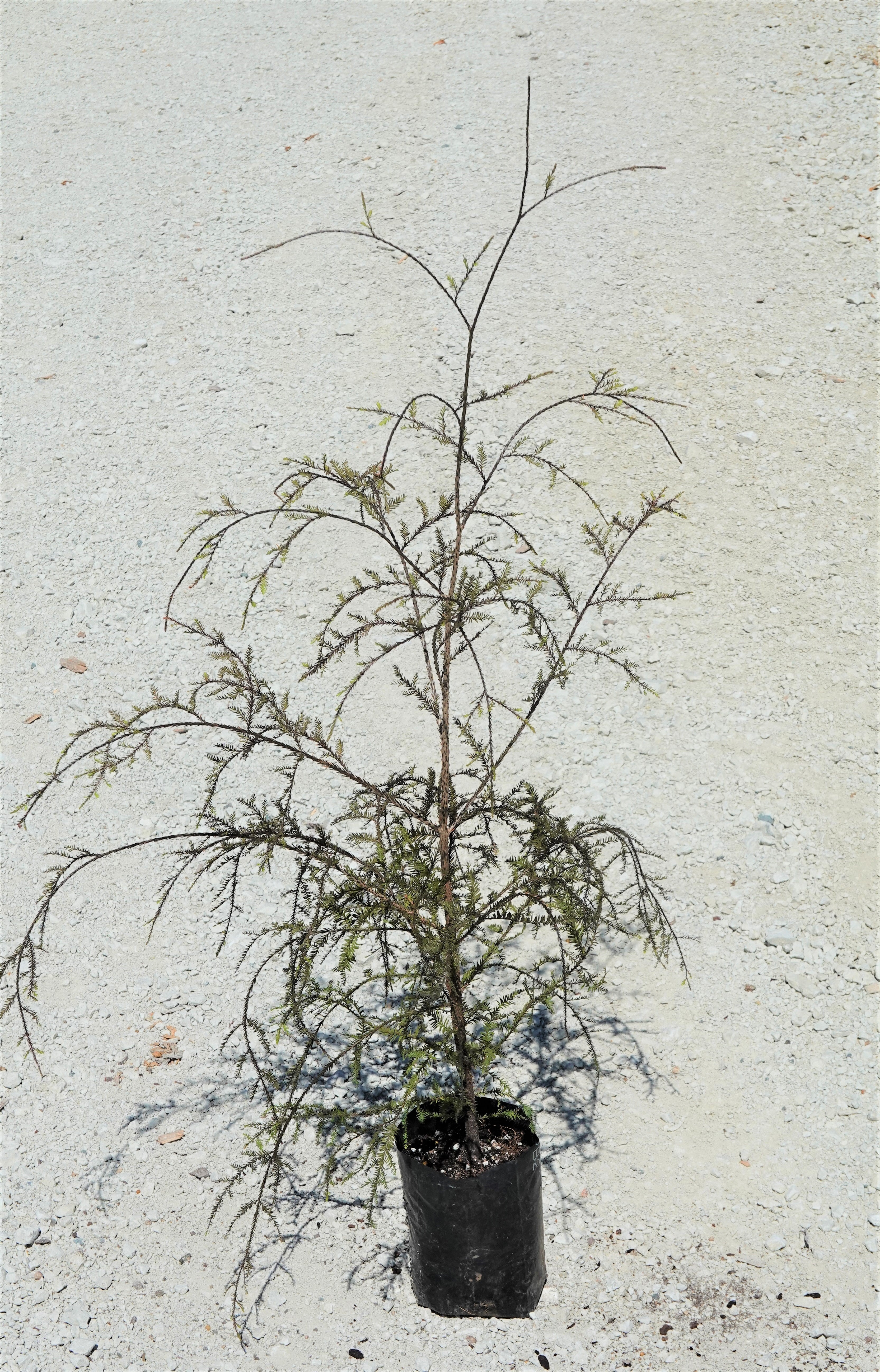Kahikatea, Dacrycarpus dacrydiodes
