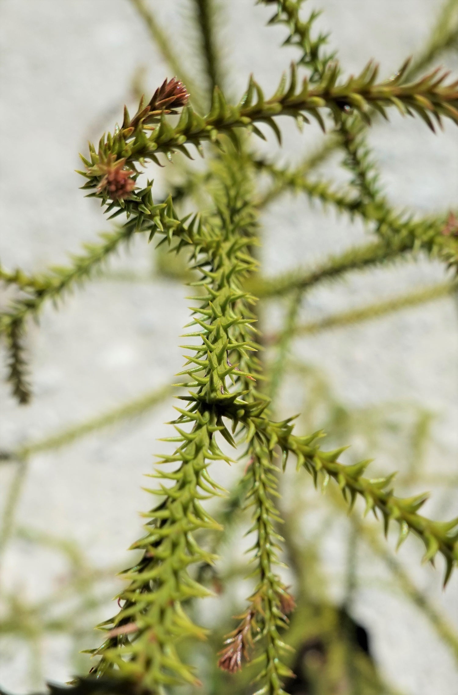 Rimu, Dacrydium cupressinum