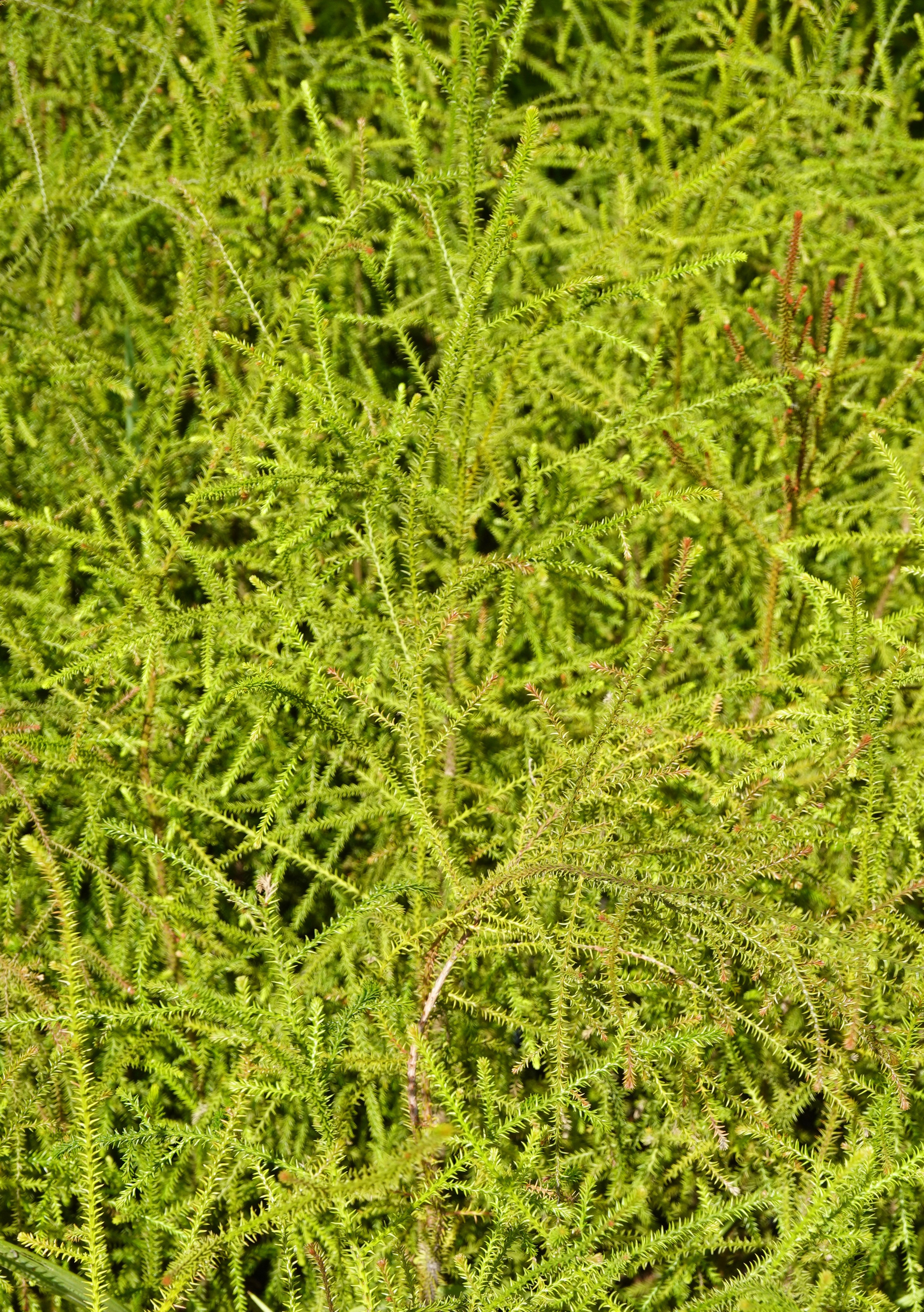 Rimu, Dacrydium cupressinum