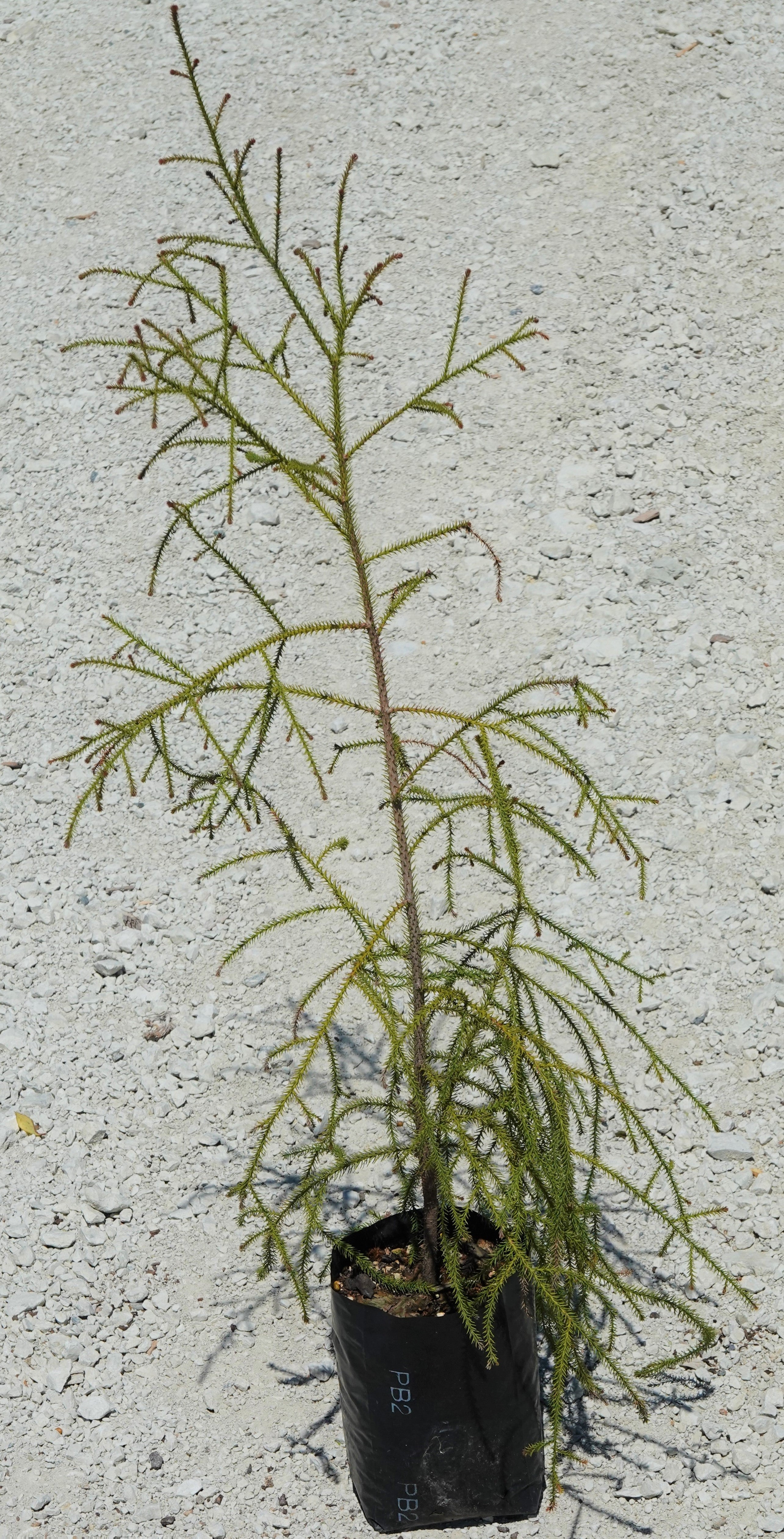 Rimu, Dacrydium cupressinum