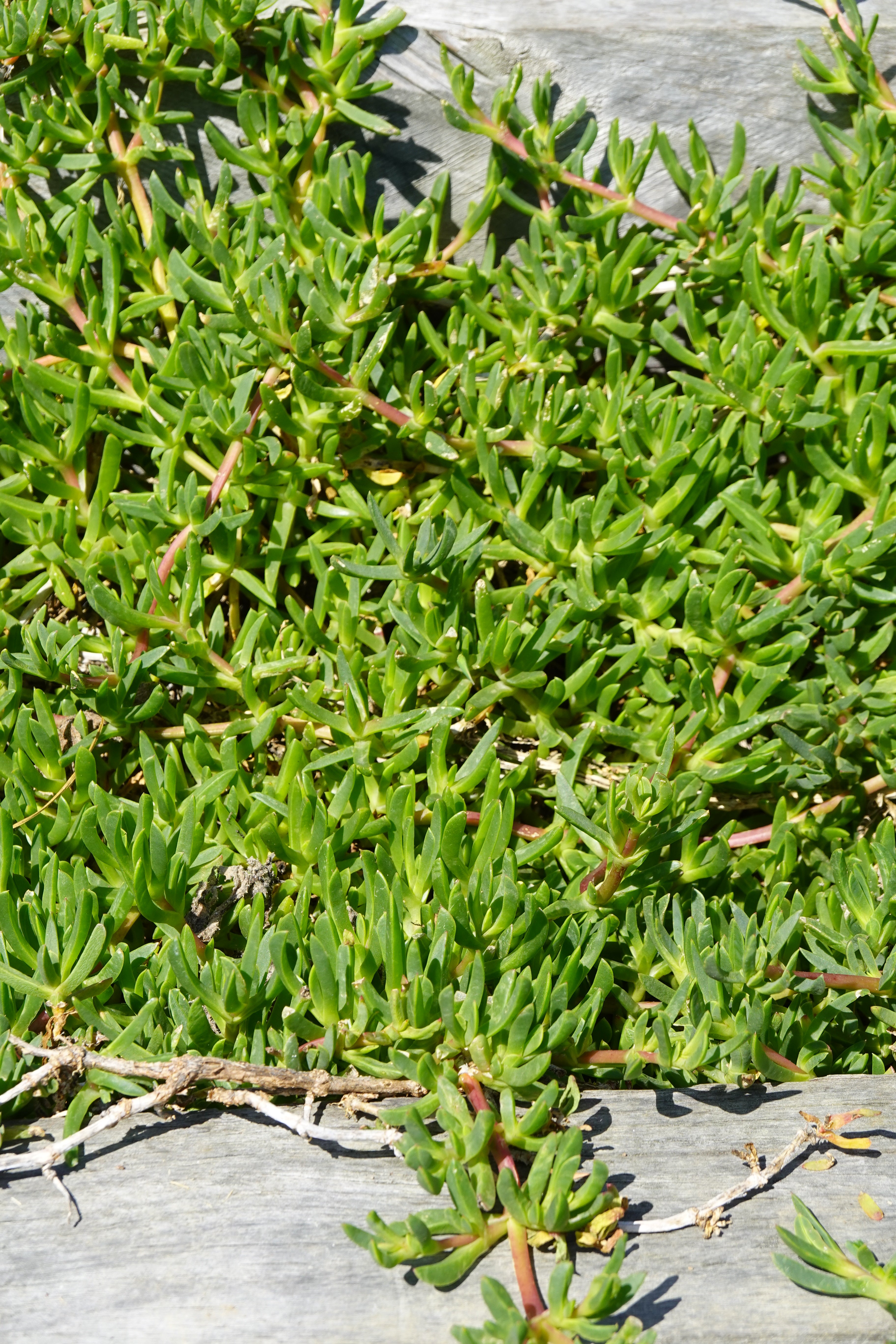 Native Ice Plant, Disphyma australe