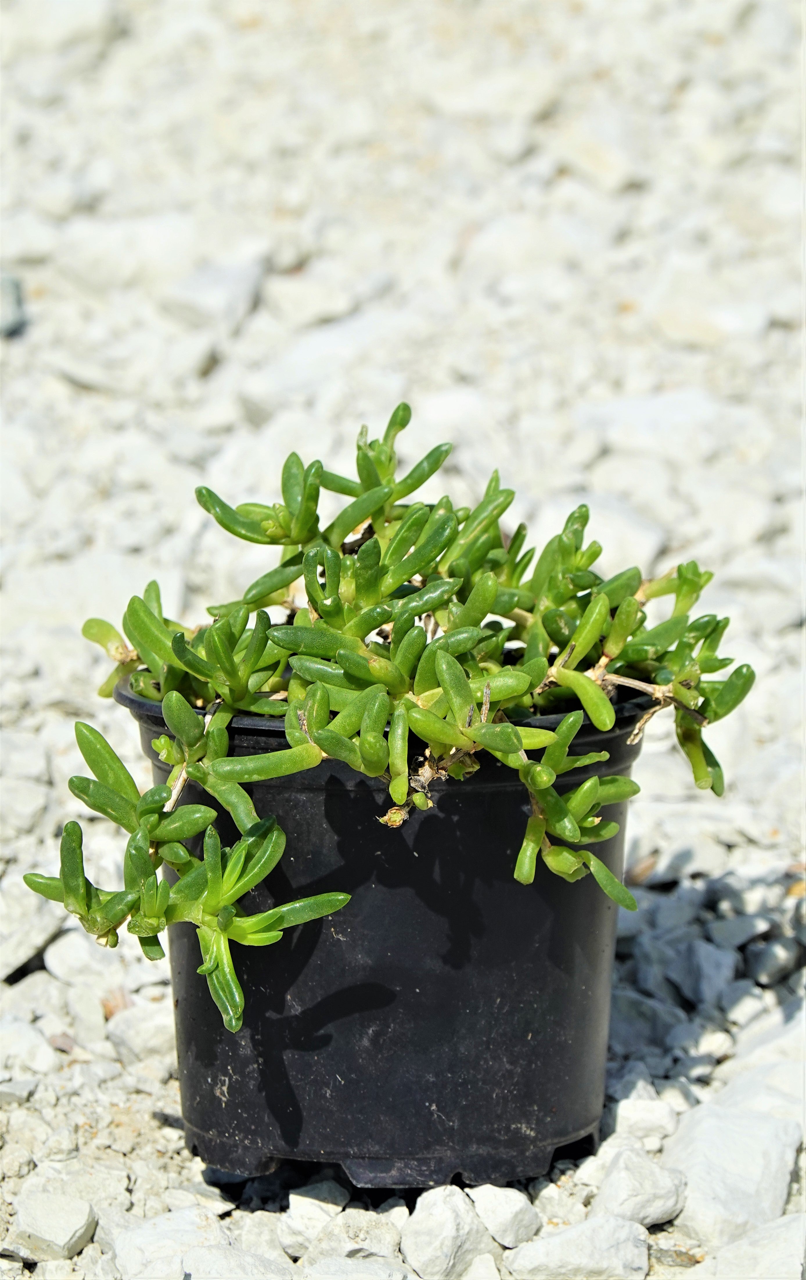 Native Ice Plant, Disphyma australe