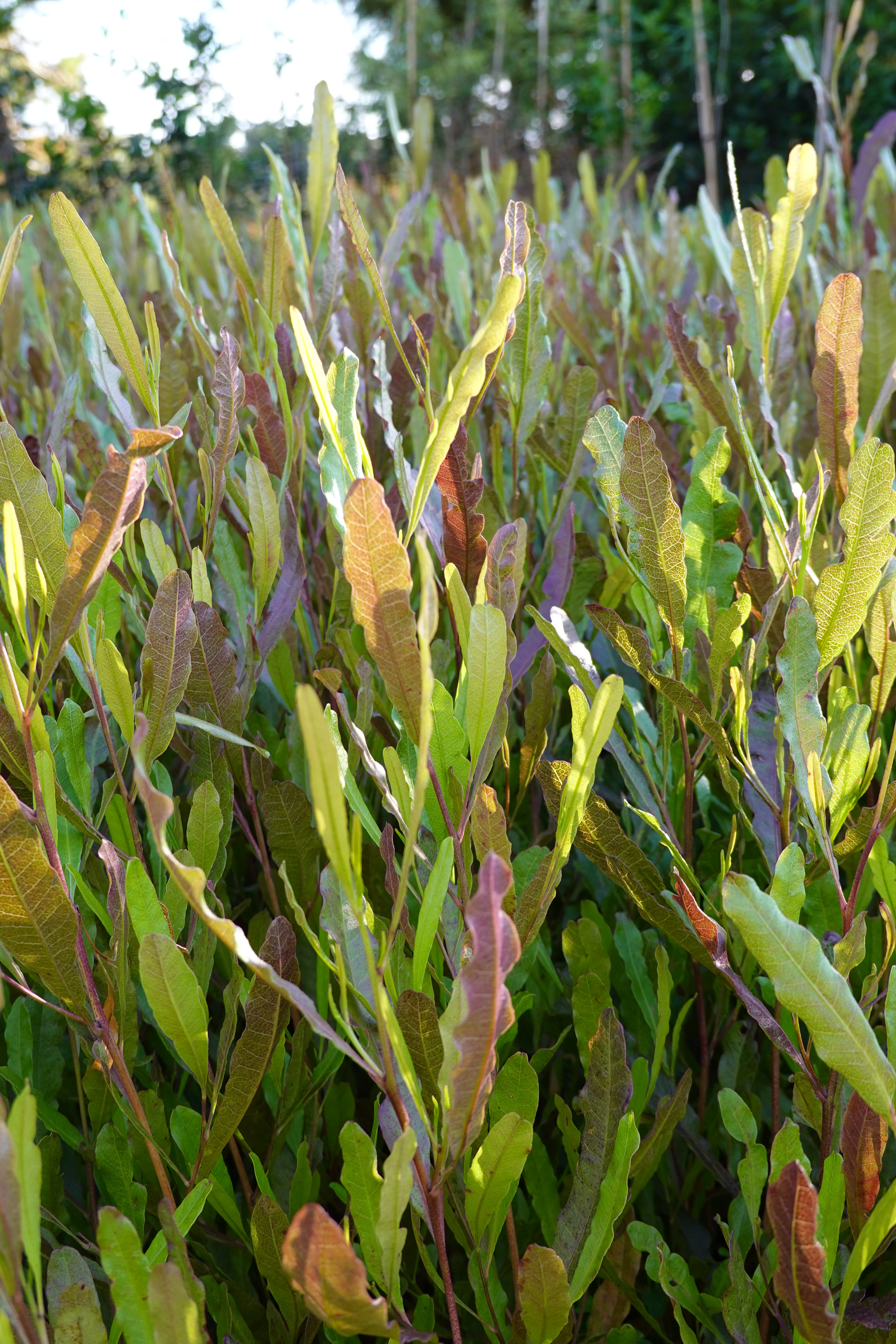 Purple Akeake, Dodonea purpurea