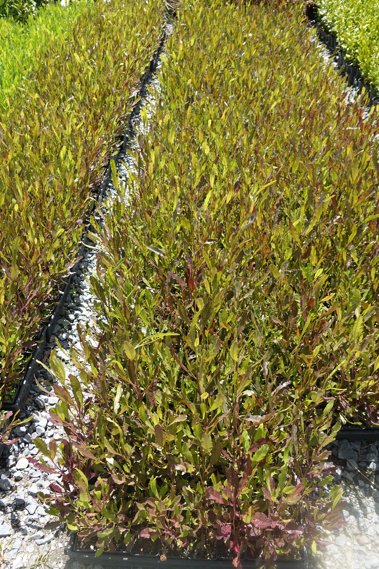 Purple Akeake, Dodonea purpurea