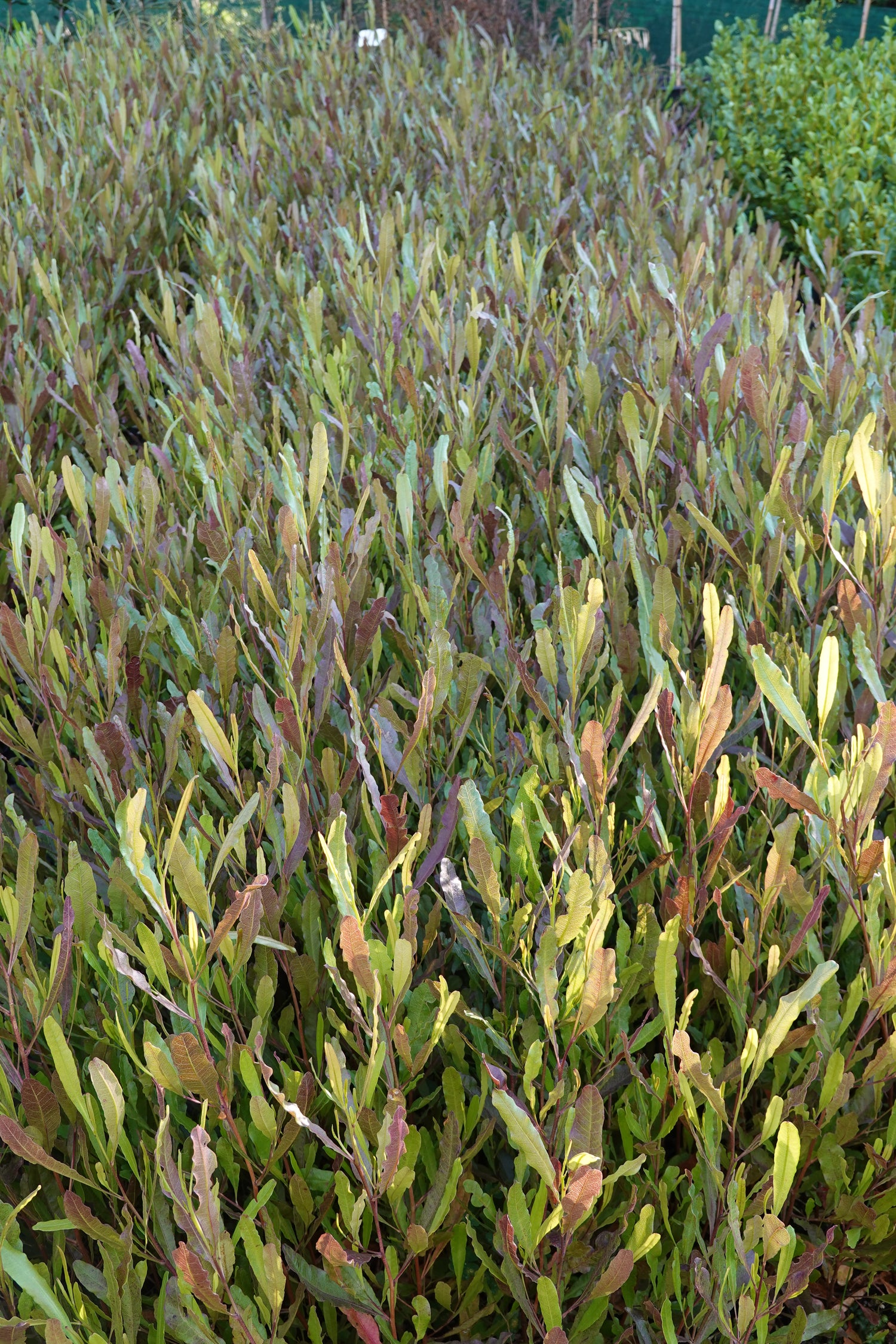 Purple Akeake, Dodonea purpurea