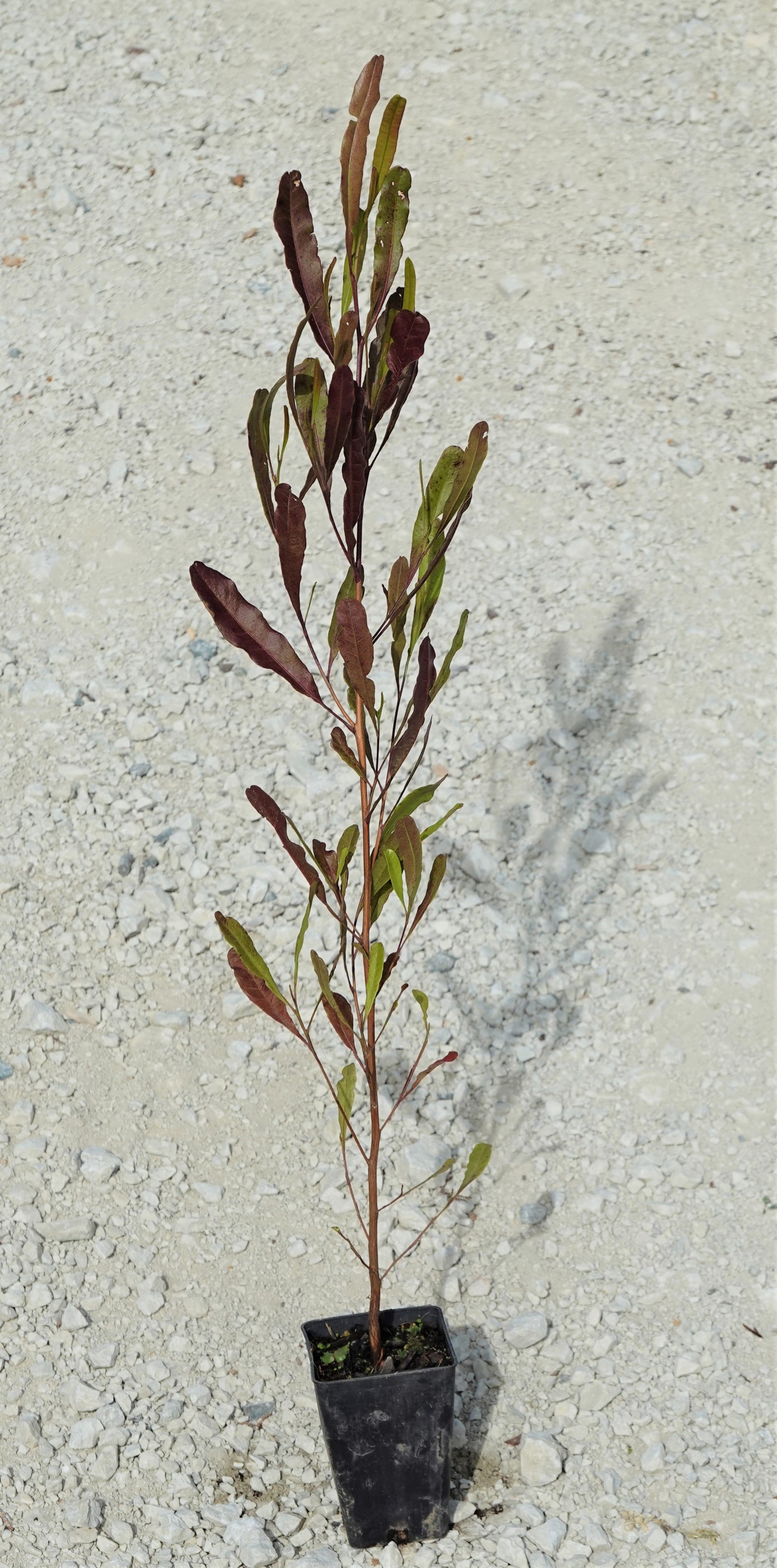 Purple Akeake, Dodonea purpurea