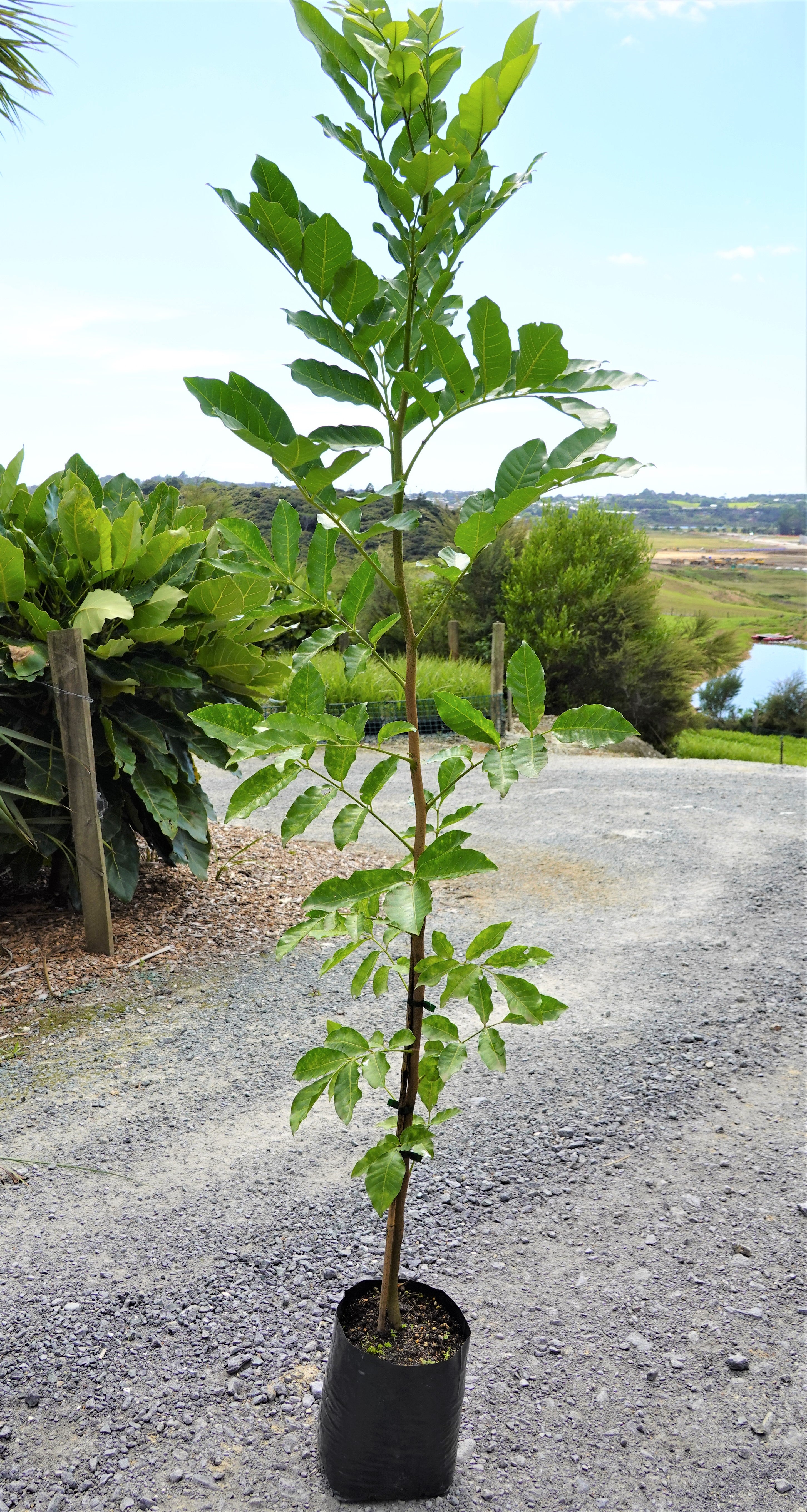 Kohekohe, Dysoxylum spectabile