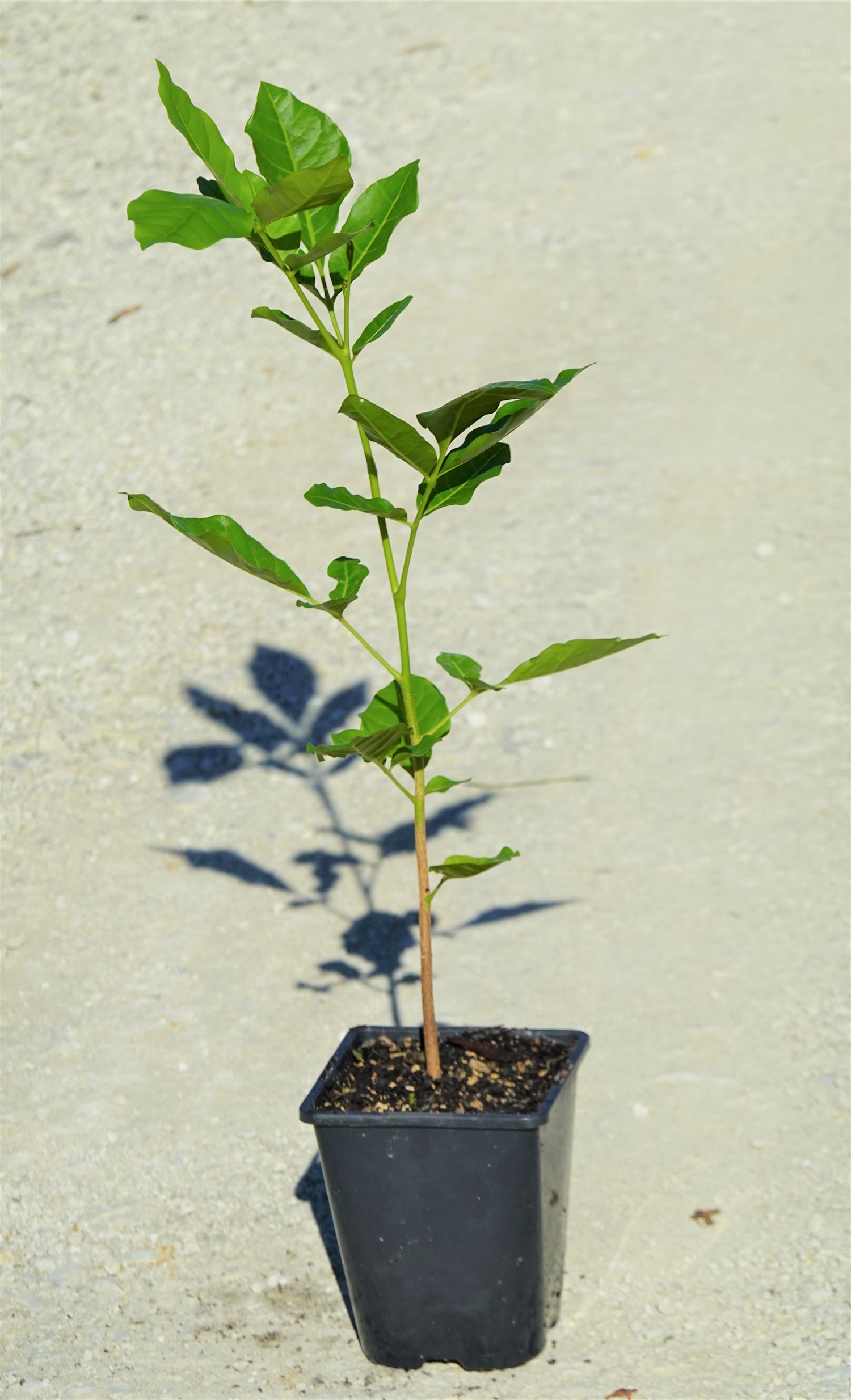 Kohekohe, Dysoxylum spectabile