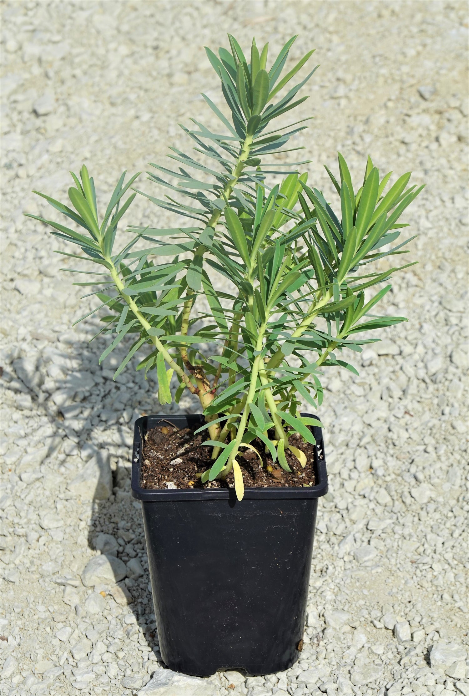 Shore Spurge, Euphorbia glauca
